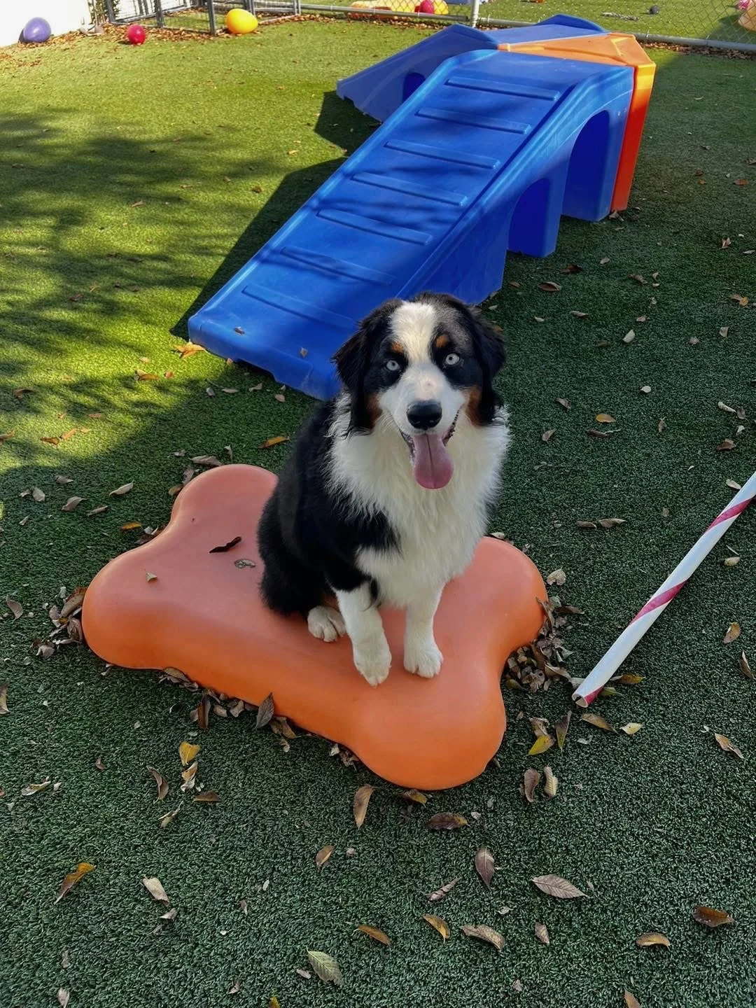A black and white dog with blue eyes sitting on an orange bone-shaped platform outdoors, with a blue slide in the background and fallen leaves scattered on the ground.