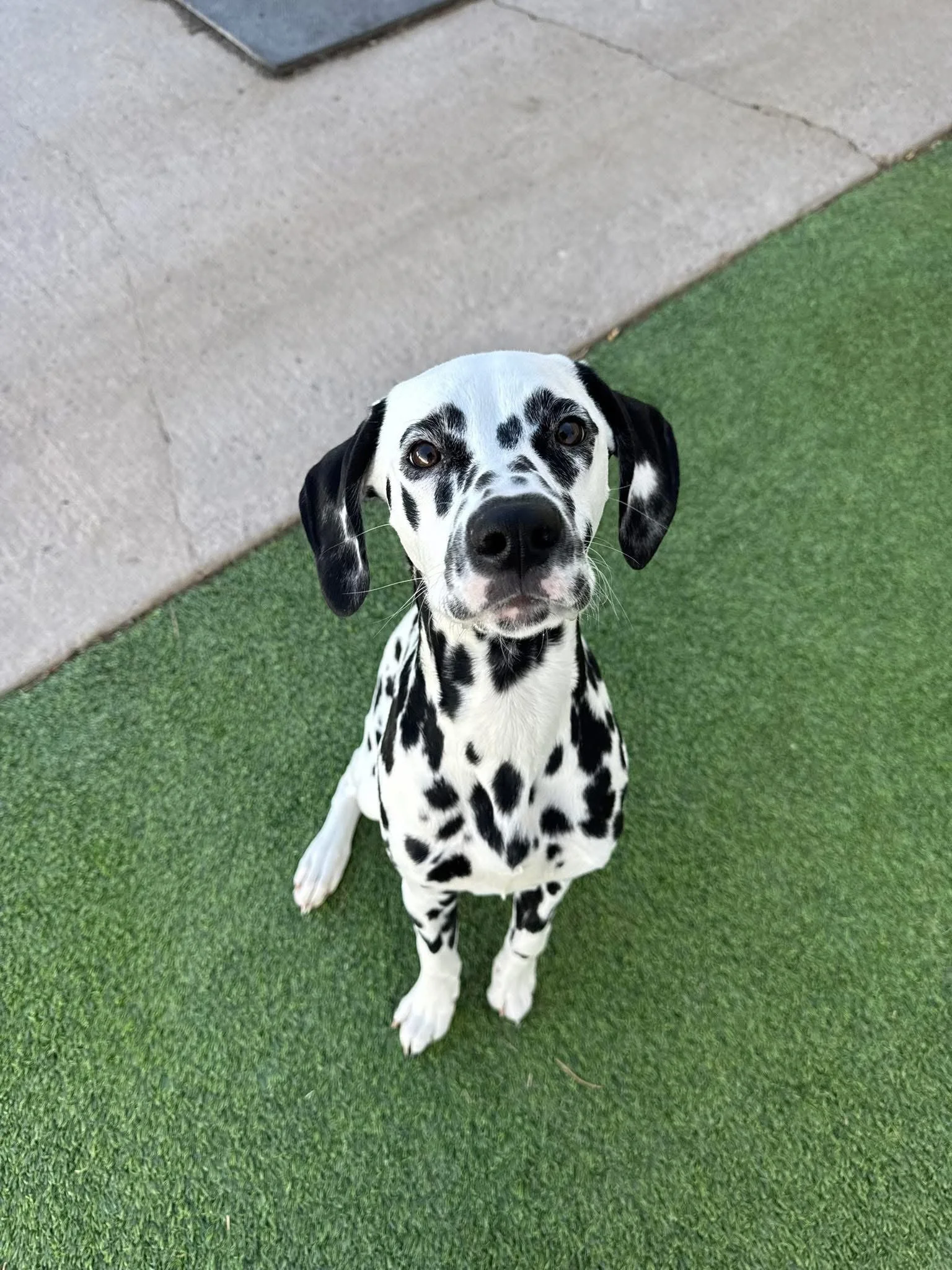 Dalmatian puppy sitting on artificial green grass next to concrete sidewalk, looking up at the camera with a curious expression.
