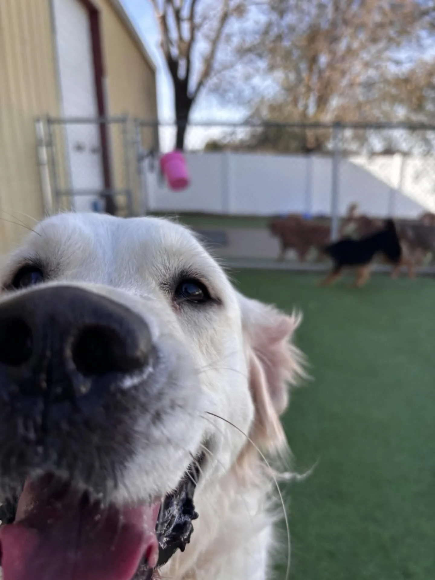 Close-up of a dog's face, focusing on its black nose and eye, with other dogs and a fenced yard in the background.