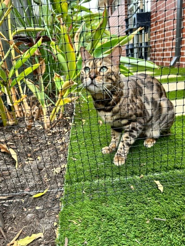 Cat enclosure Mt Lawley cat netting Inglewood cat run catio cat net Perth