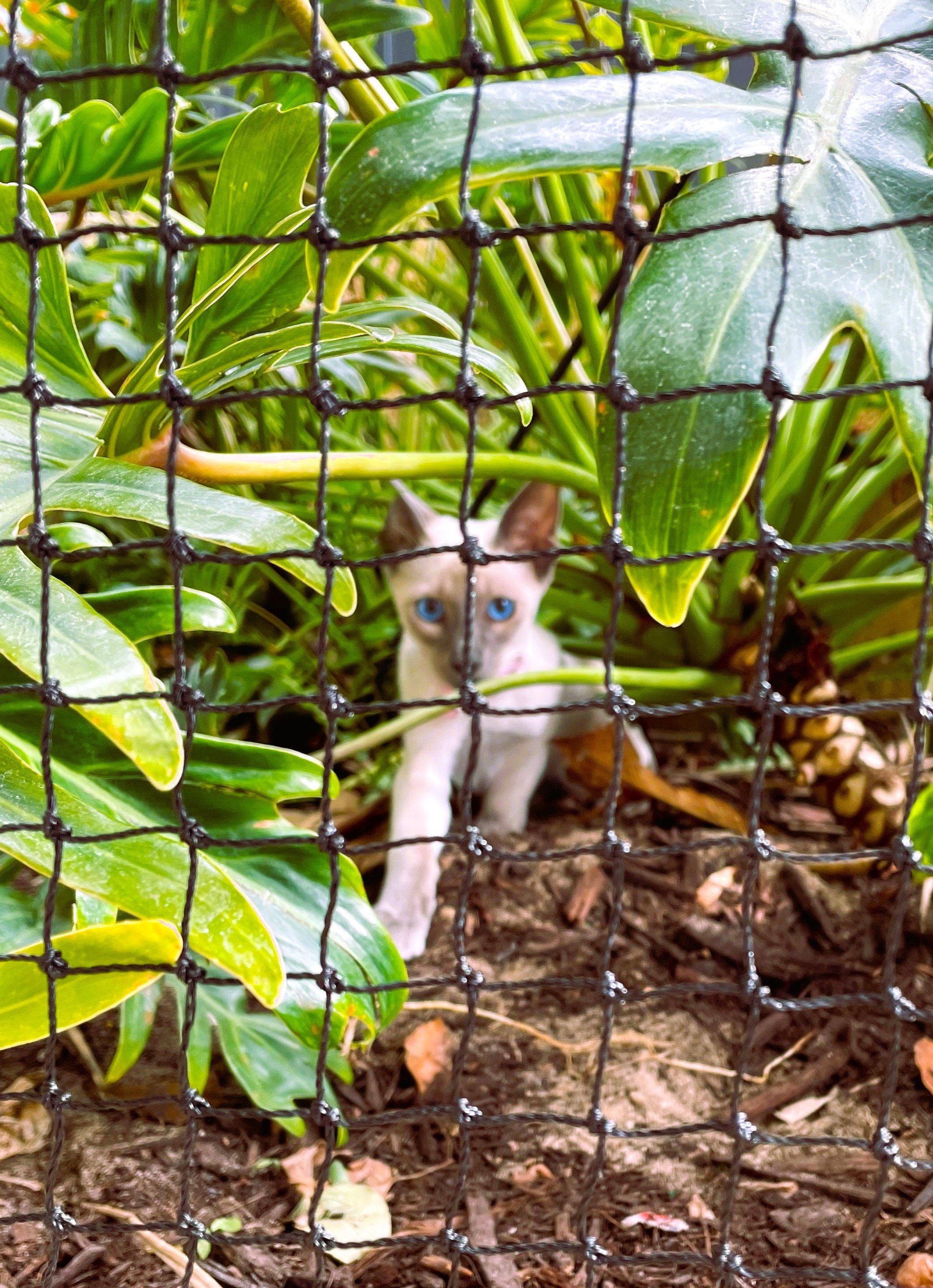 cat in jungle.jpg