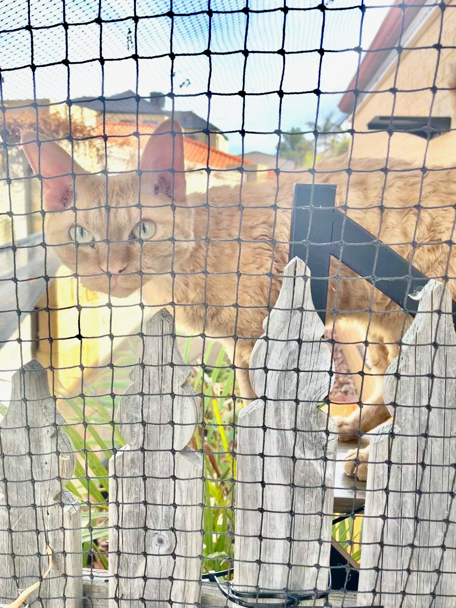 cat enclosure happy cat.jpg