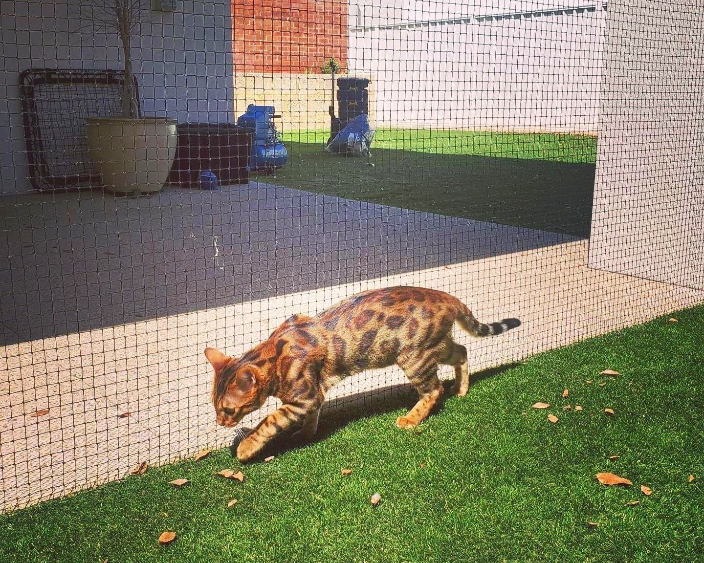 Bengal.jpg
