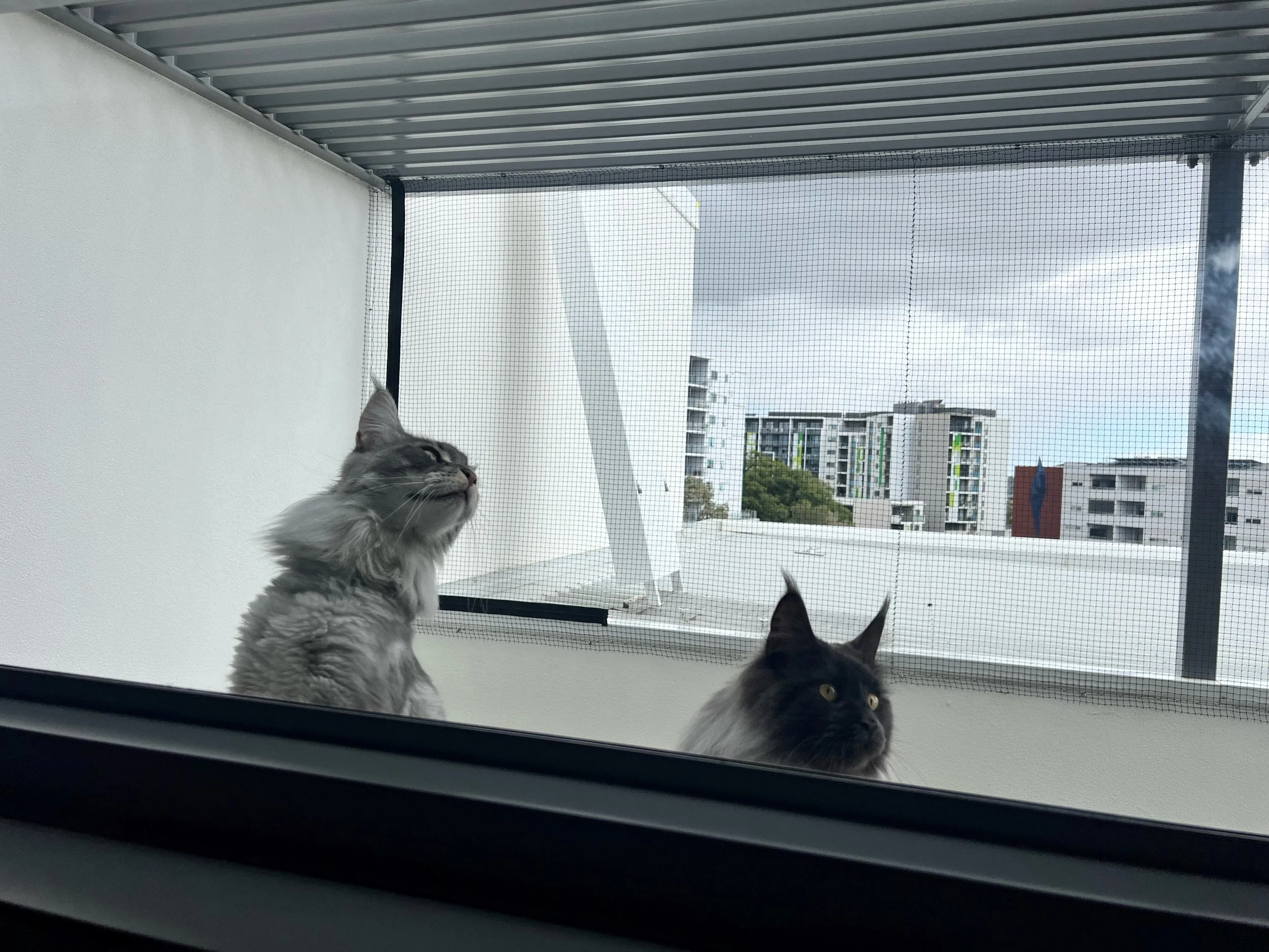 city cats.jpg