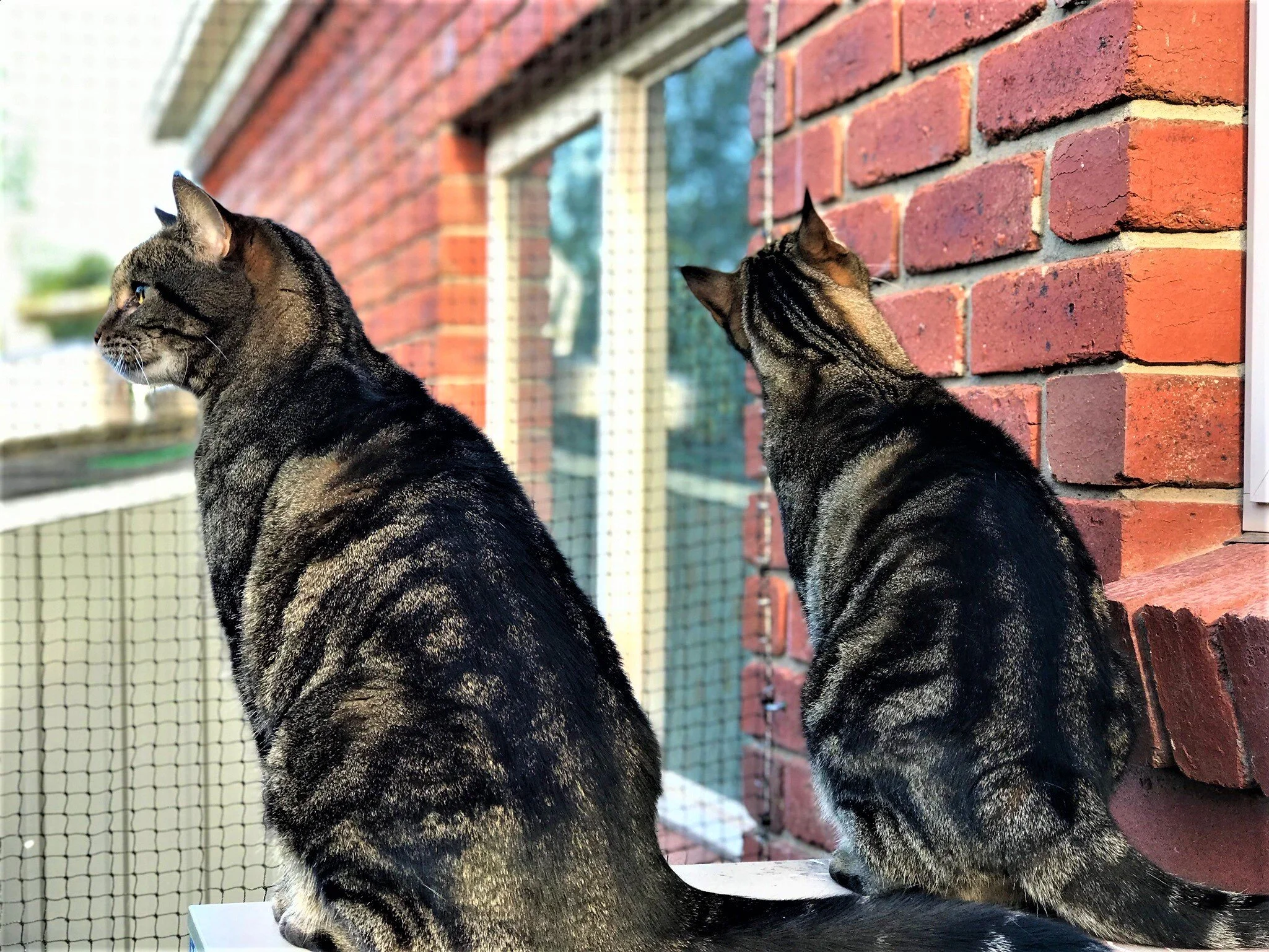 curious cats.jpg