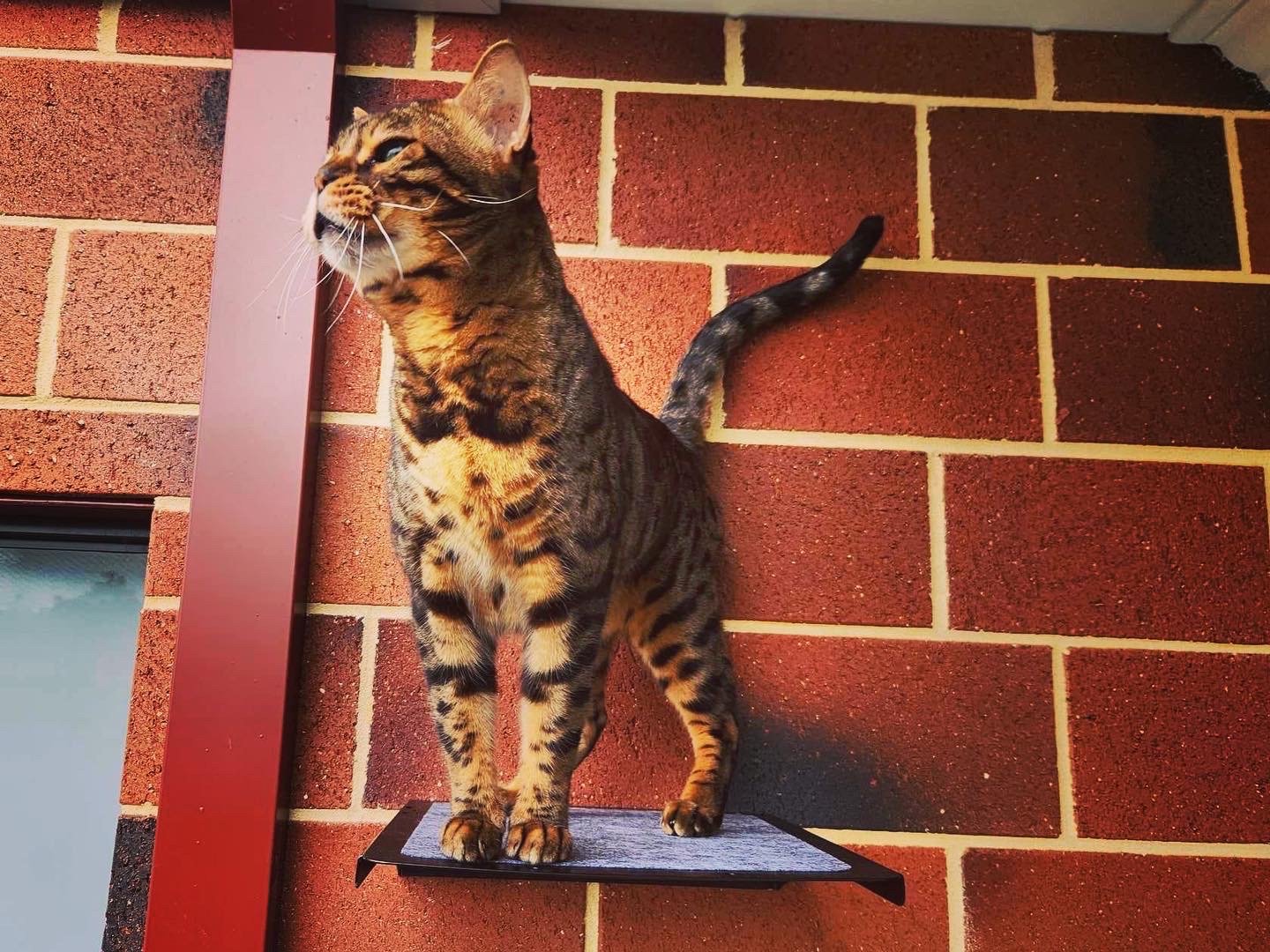Cat in cat enclosure baldivis