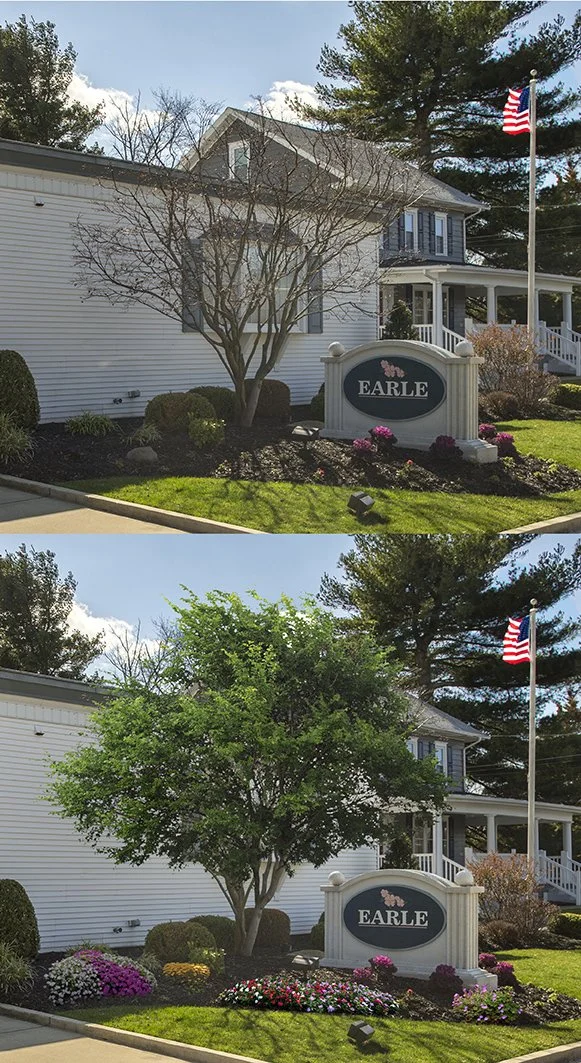 White House Tree Fill B4&After.jpg