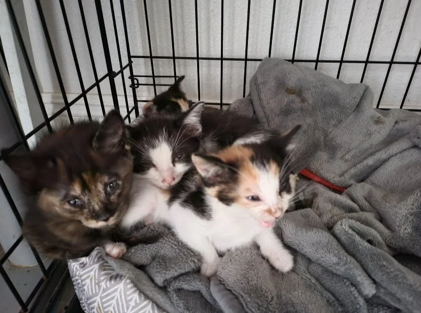 Pet Rescue Services
