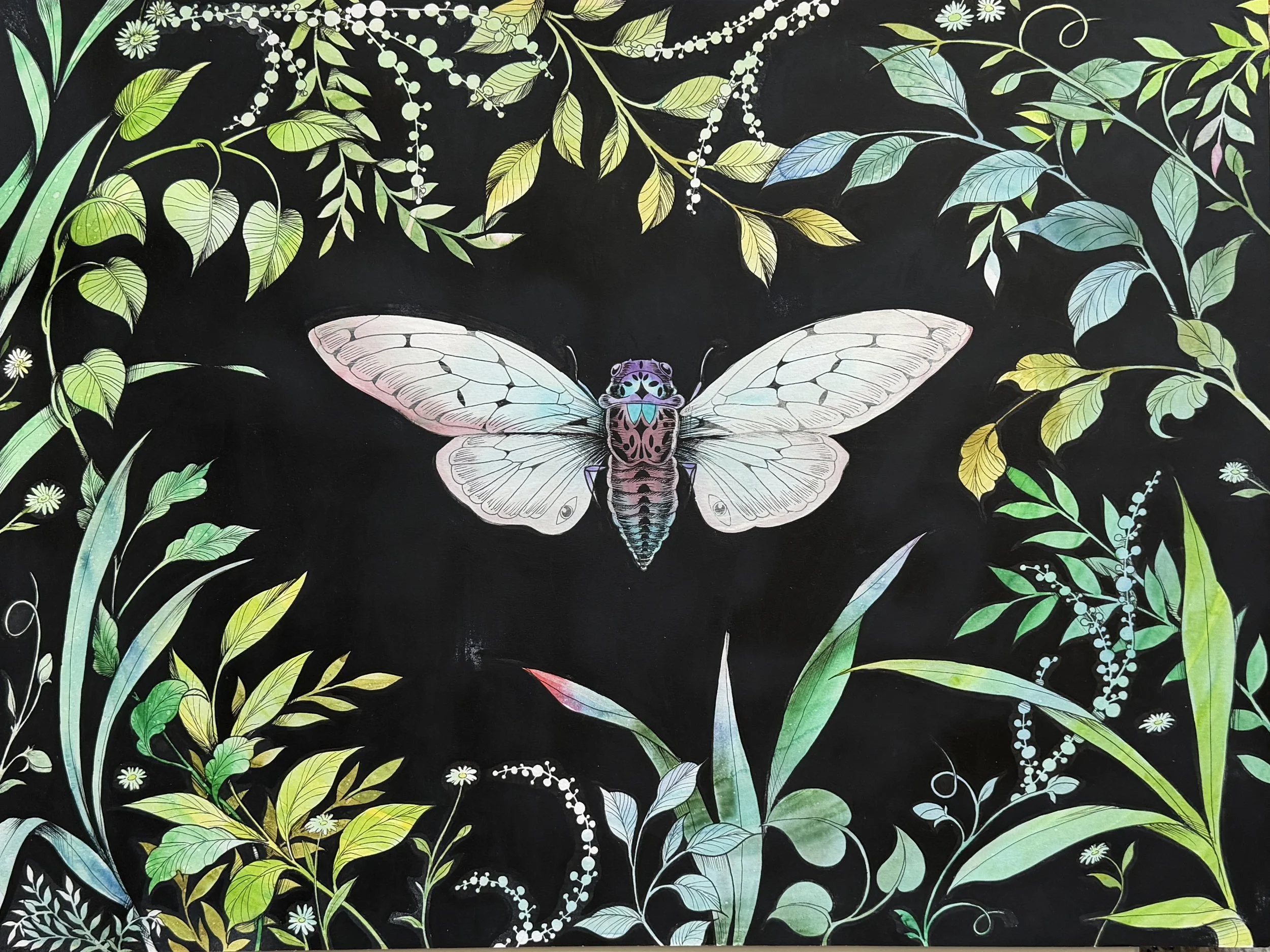 Cicada
Watercolor & Ink on Paper