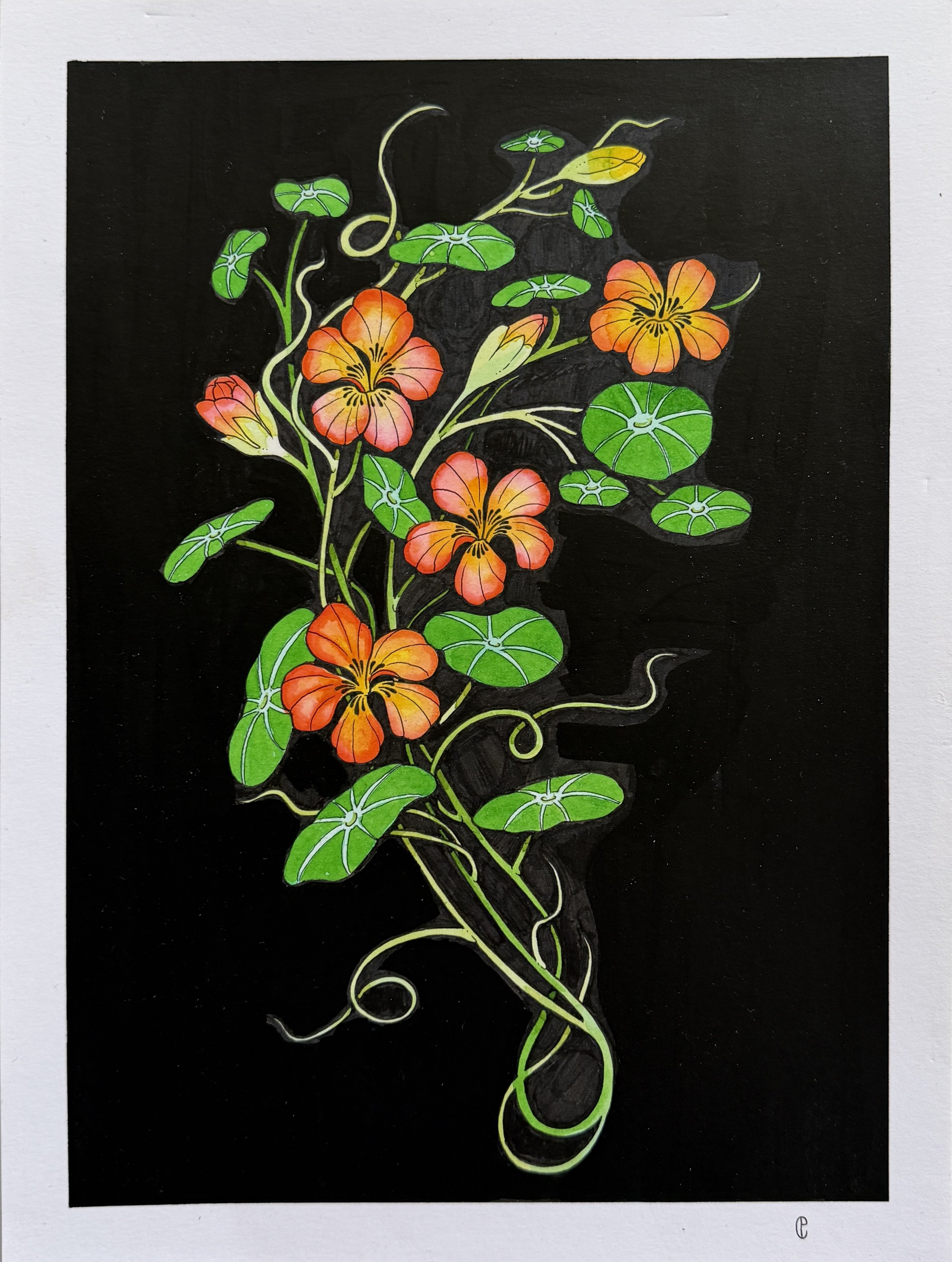 Nasturtium 
Watercolor & Ink on Paper