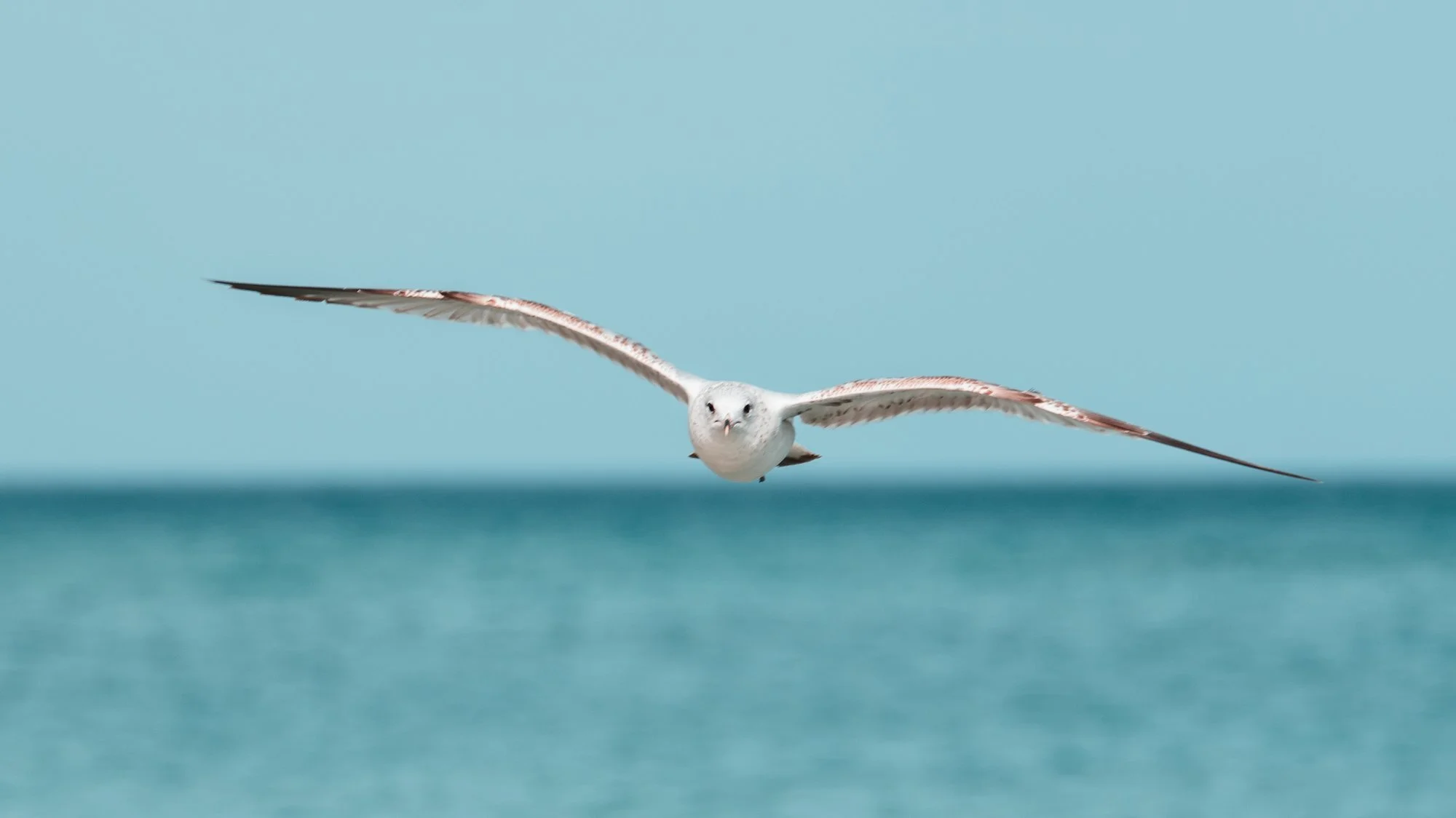 Gaviota en pleno vuelo sobre el mar