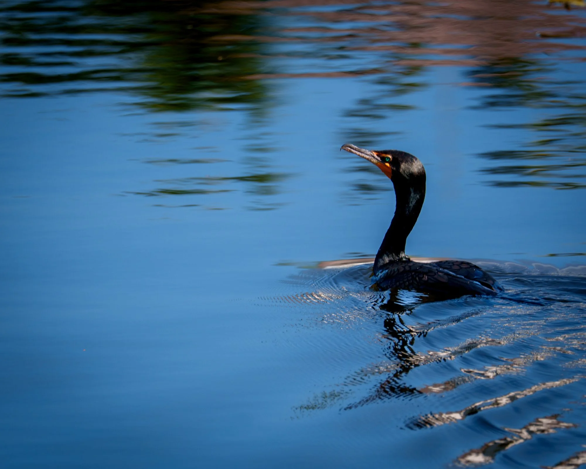 Cormorán de plumaje oscuro junto al agua azul