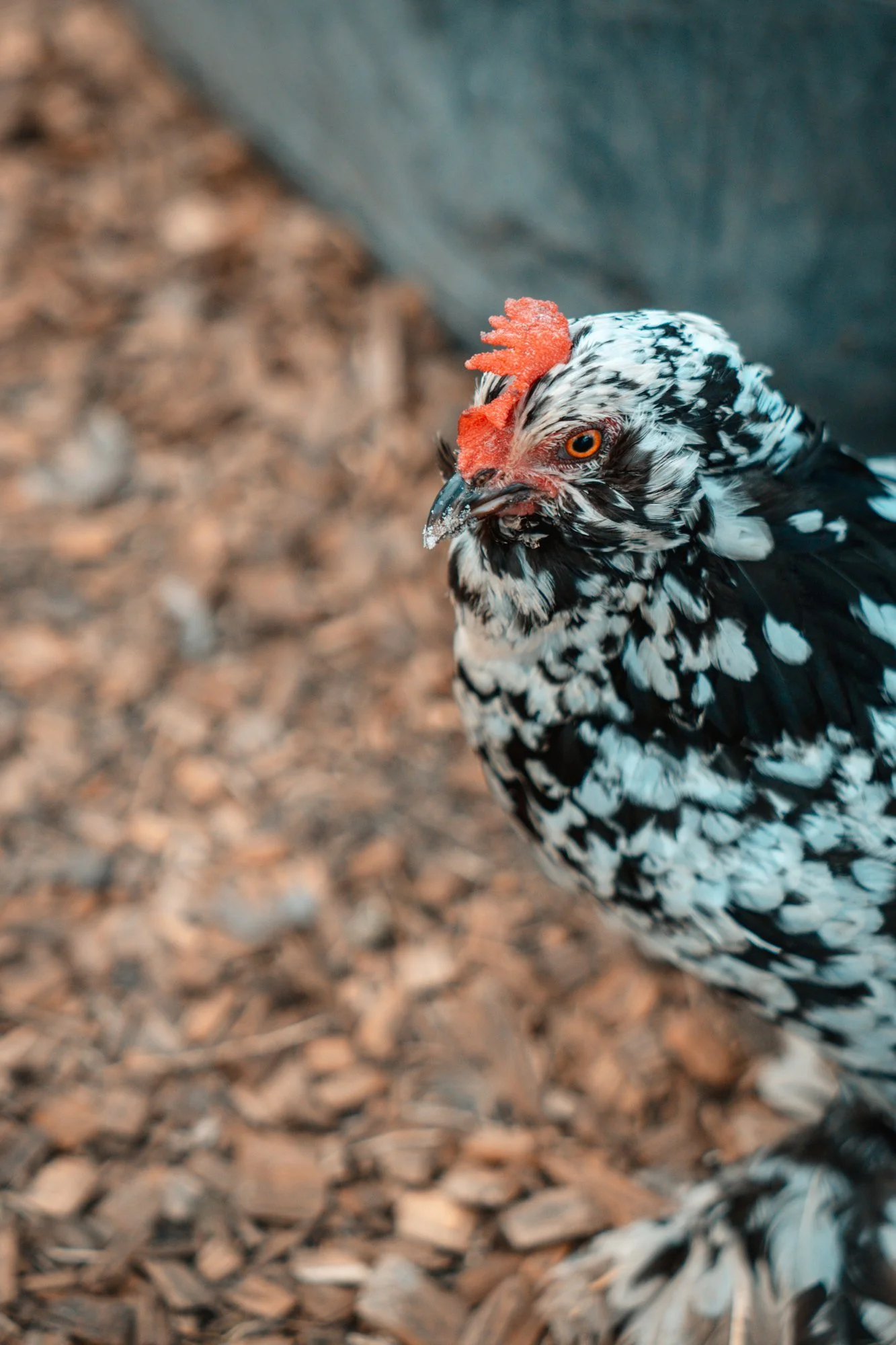 Gallina moteada en blanco y negro con cresta roja