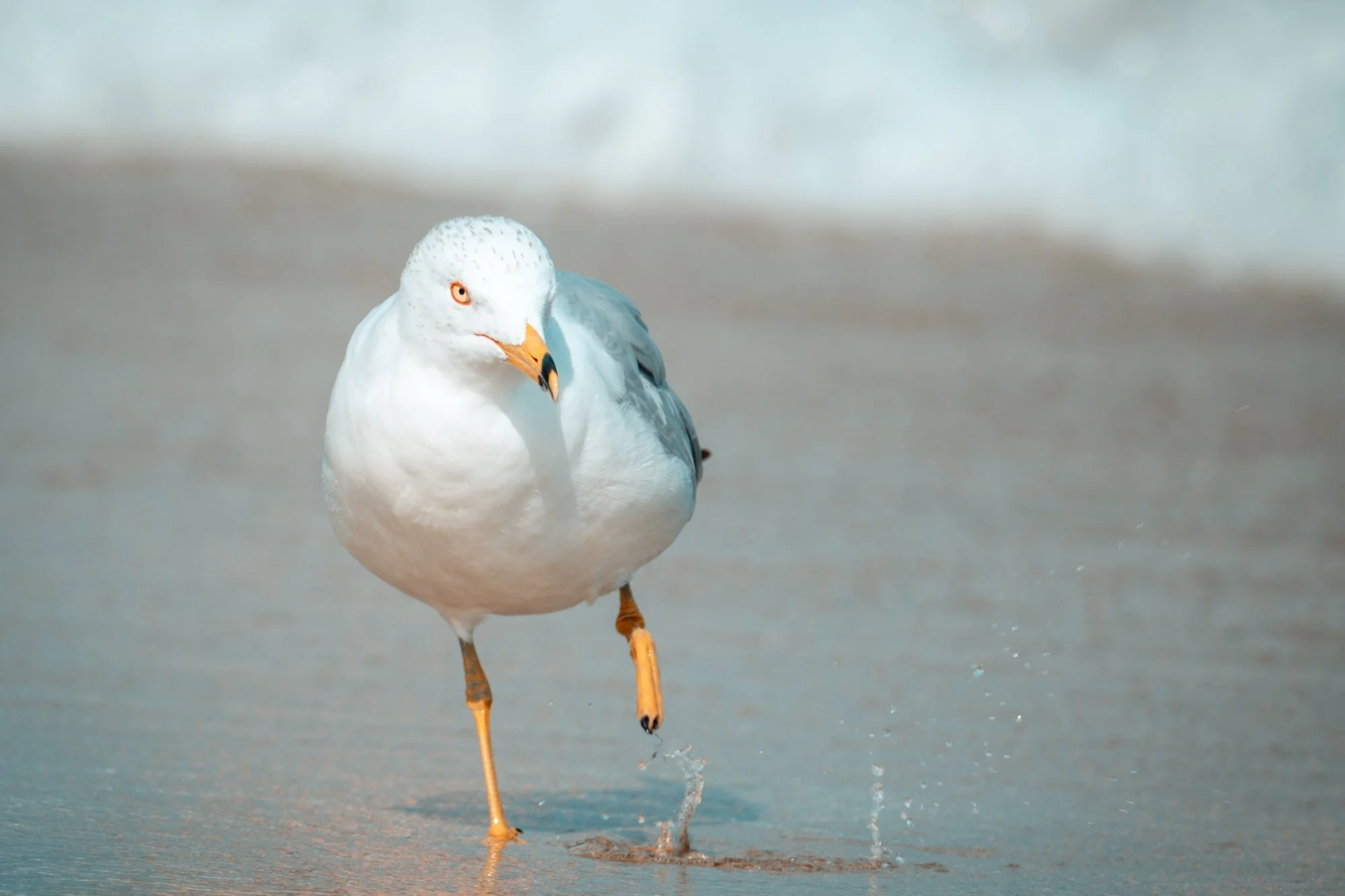Gaviota de frente caminando por la orilla