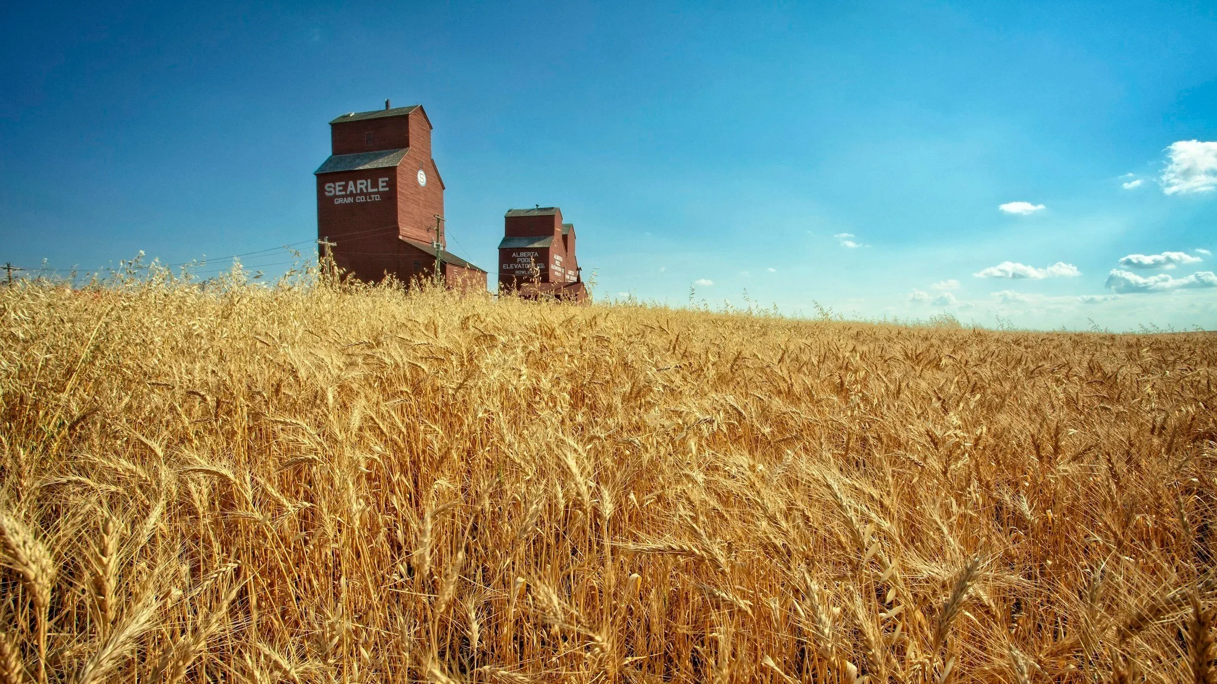 Golden wheat field with tall grain stalks under a blue sky with a few clouds, featuring red grain elevators in the background.