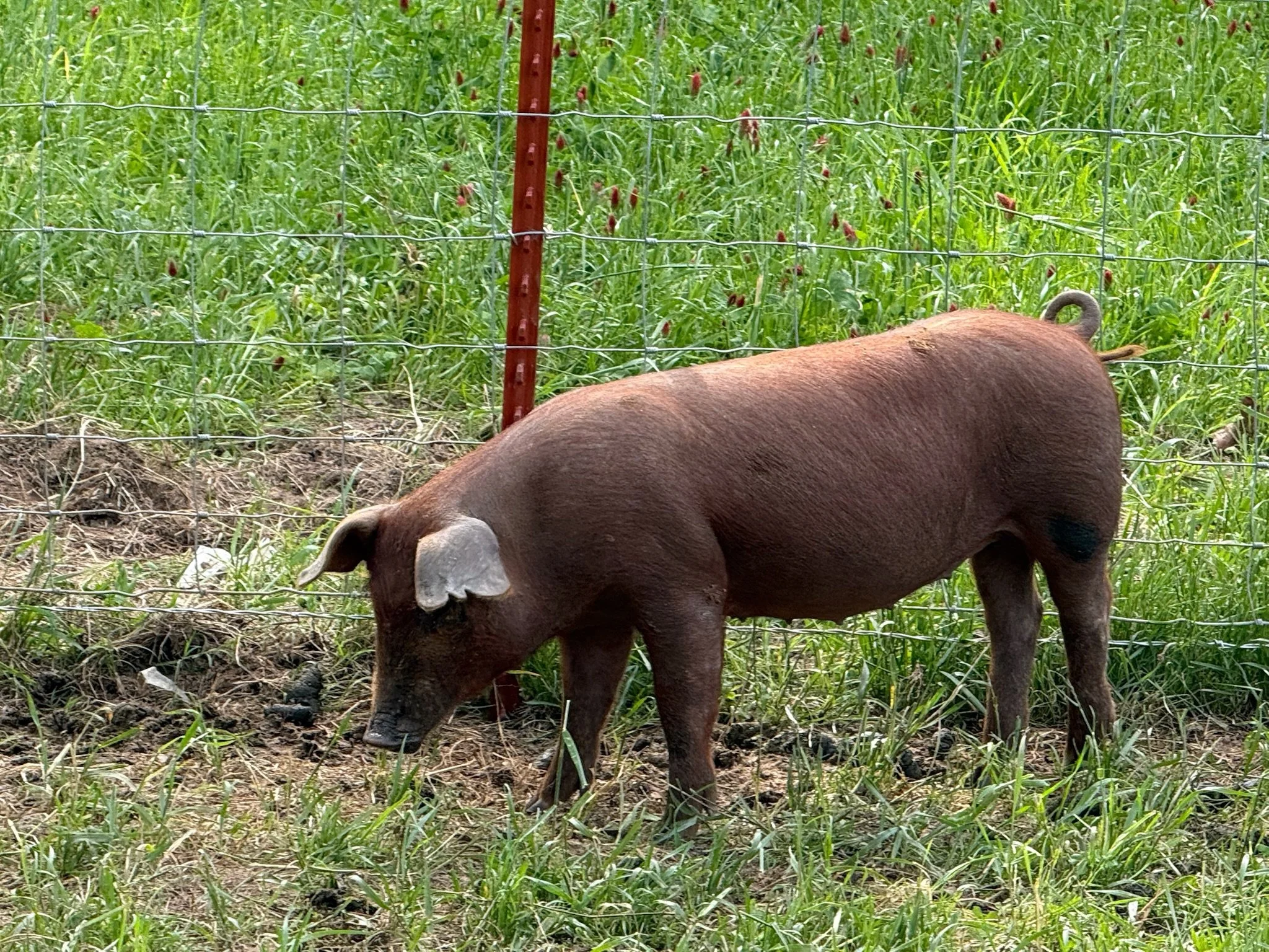 Whole Pig Program