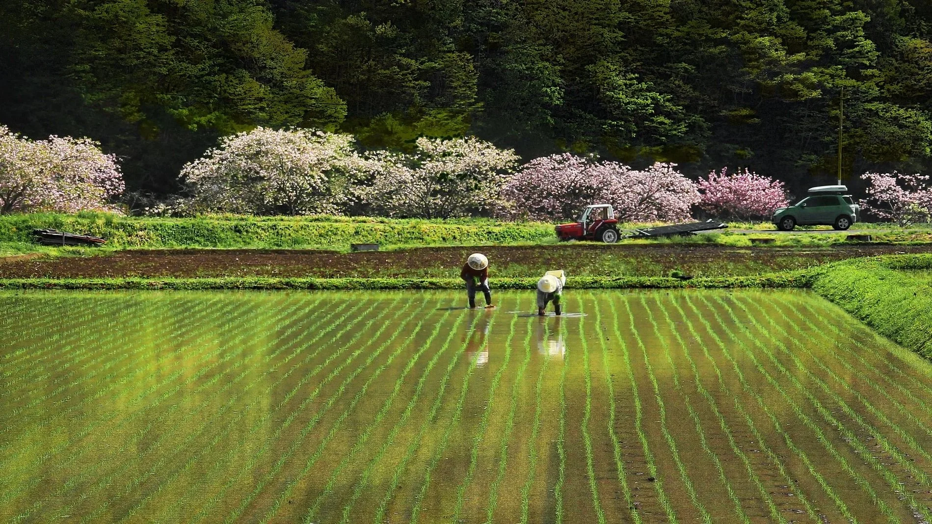 Two farmers planting rice in a flooded field with green young rice plants, surrounded by blooming pink cherry blossom trees, a tractor and a car parked on the dirt path, and a forested hillside in the background.