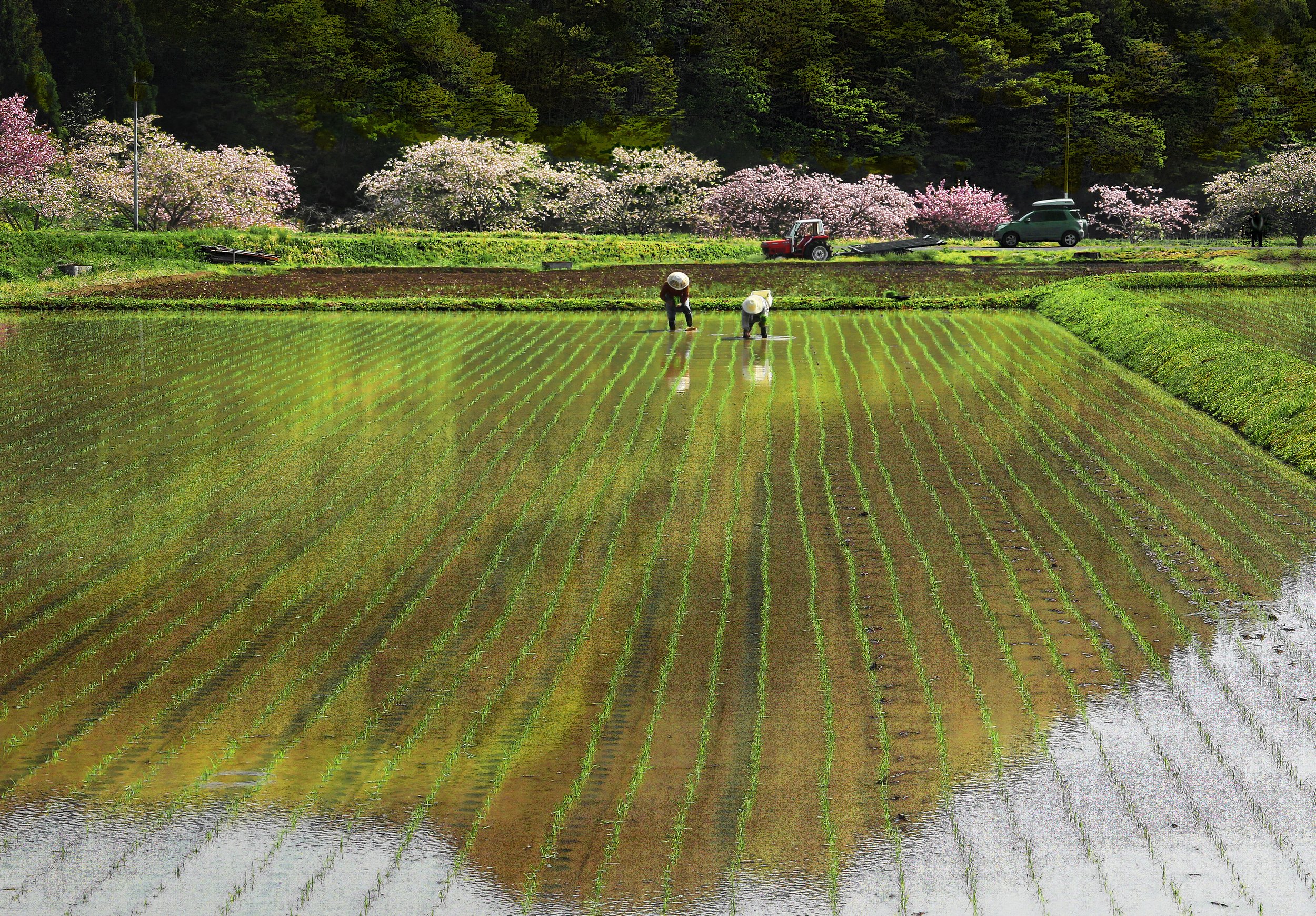 Rice paddy fields in Daigo, Ibaraki