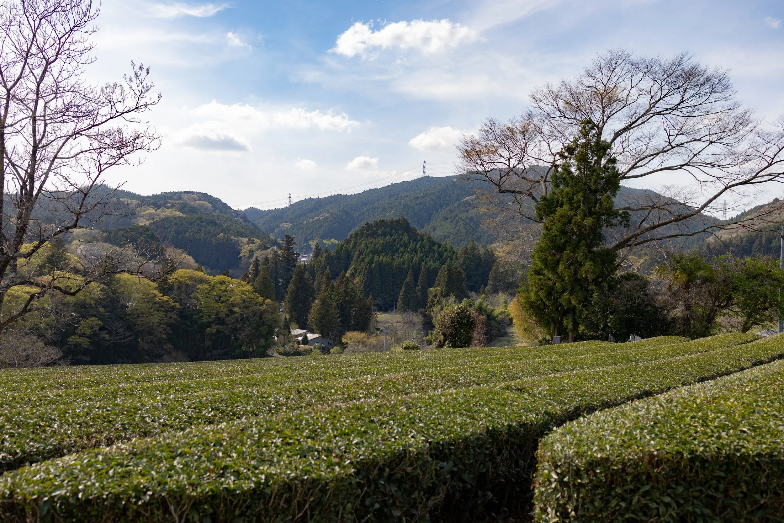Tea fields of Oku-Kuji Tea
