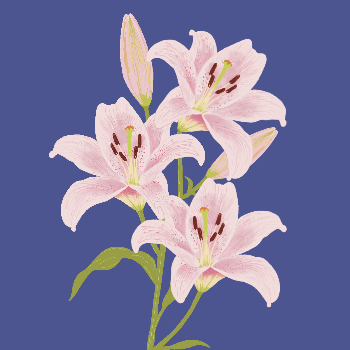 Lily Sticker