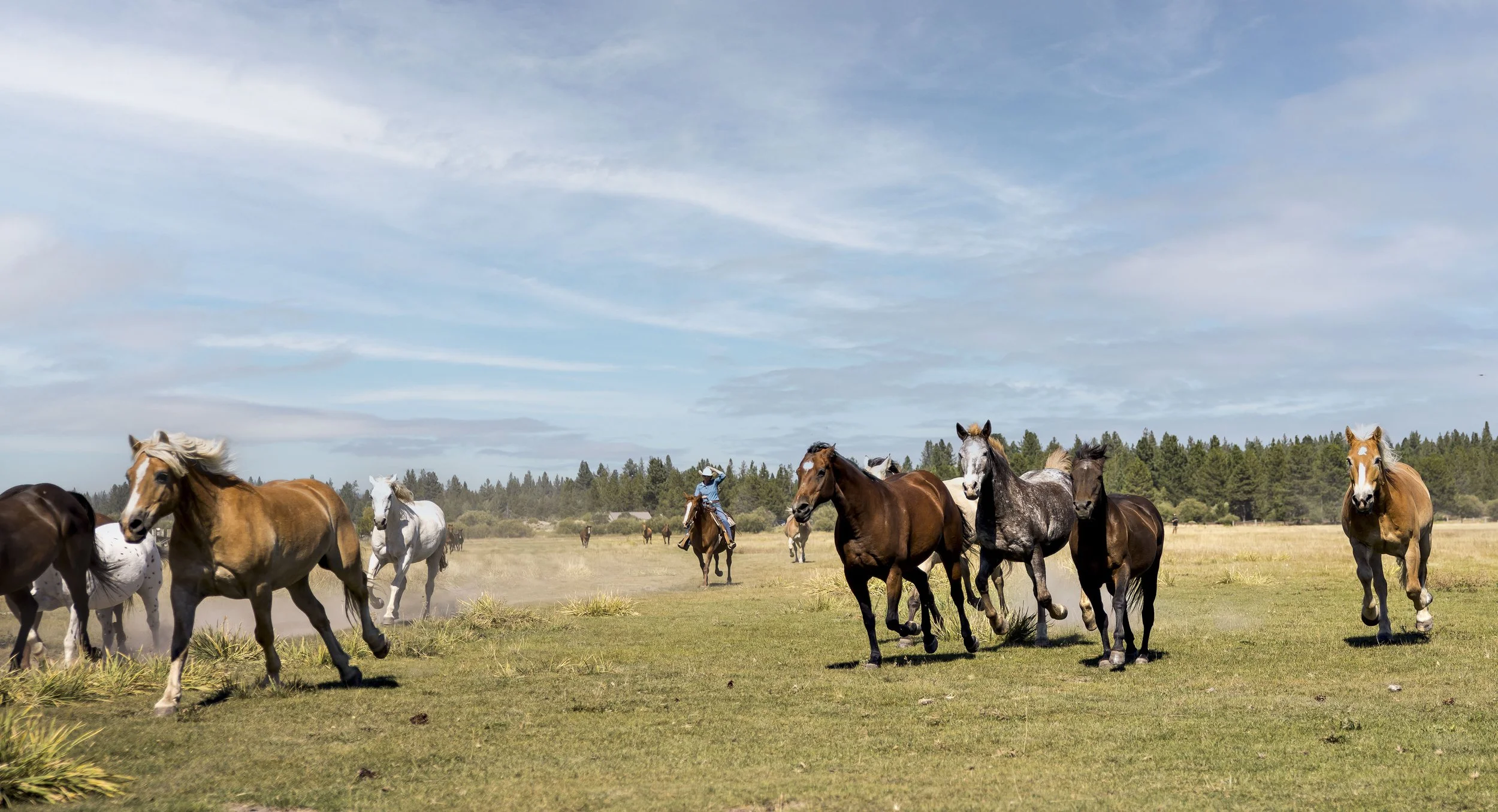 SRR_Stables_June23_Wicked_JX6A2157-Edit.JPG
