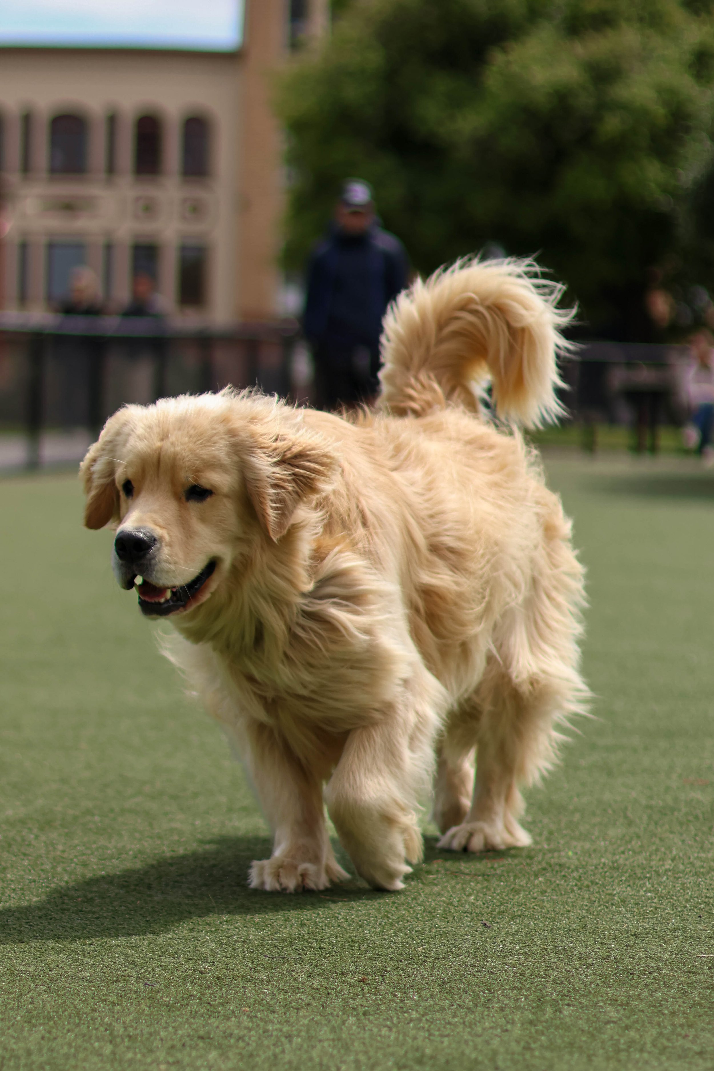 Golden retriever dog running on a green field with a person and buildings in the background.