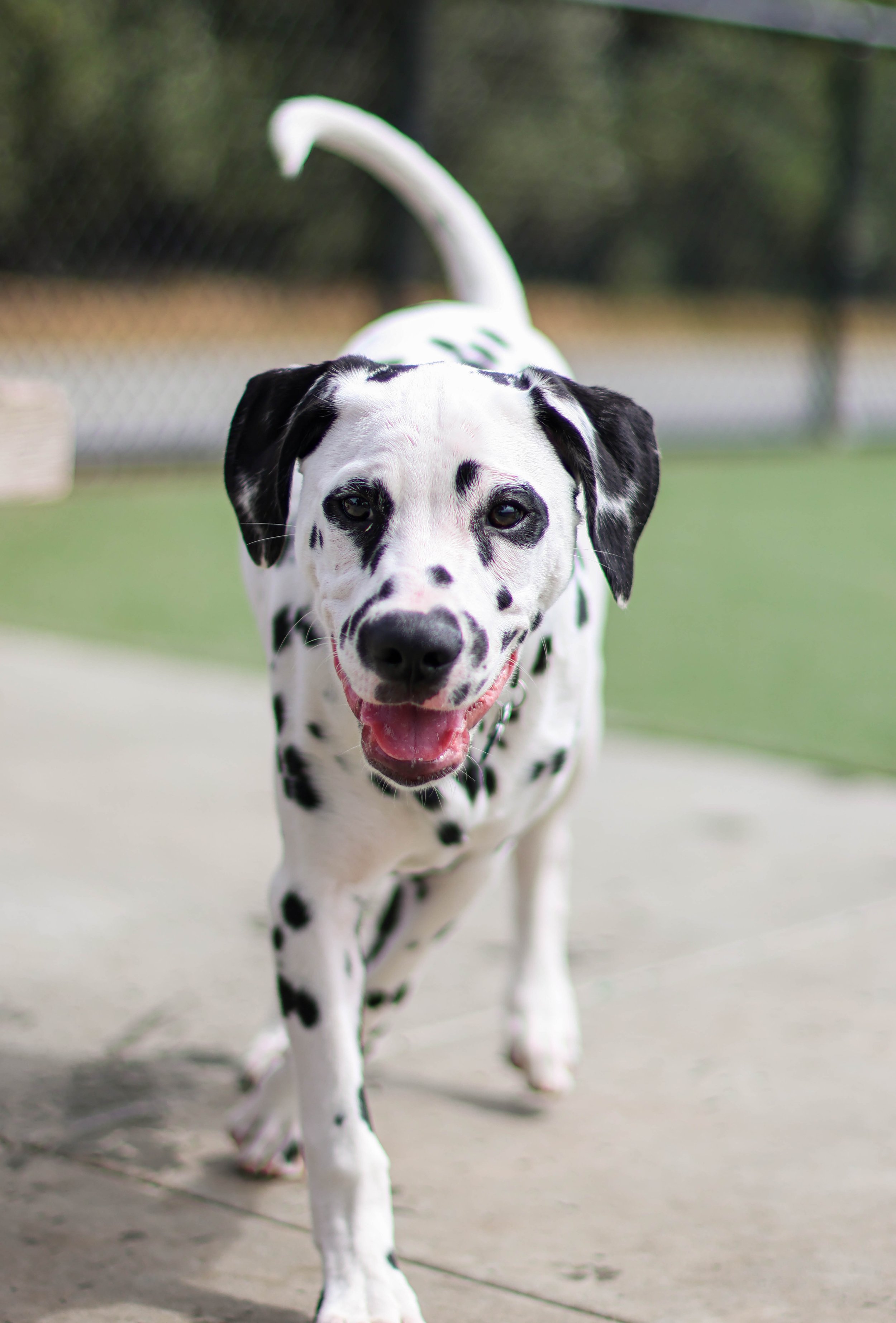 A Dalmatian puppy walking towards the camera, with its mouth open and tongue out, on a concrete surface outdoors.