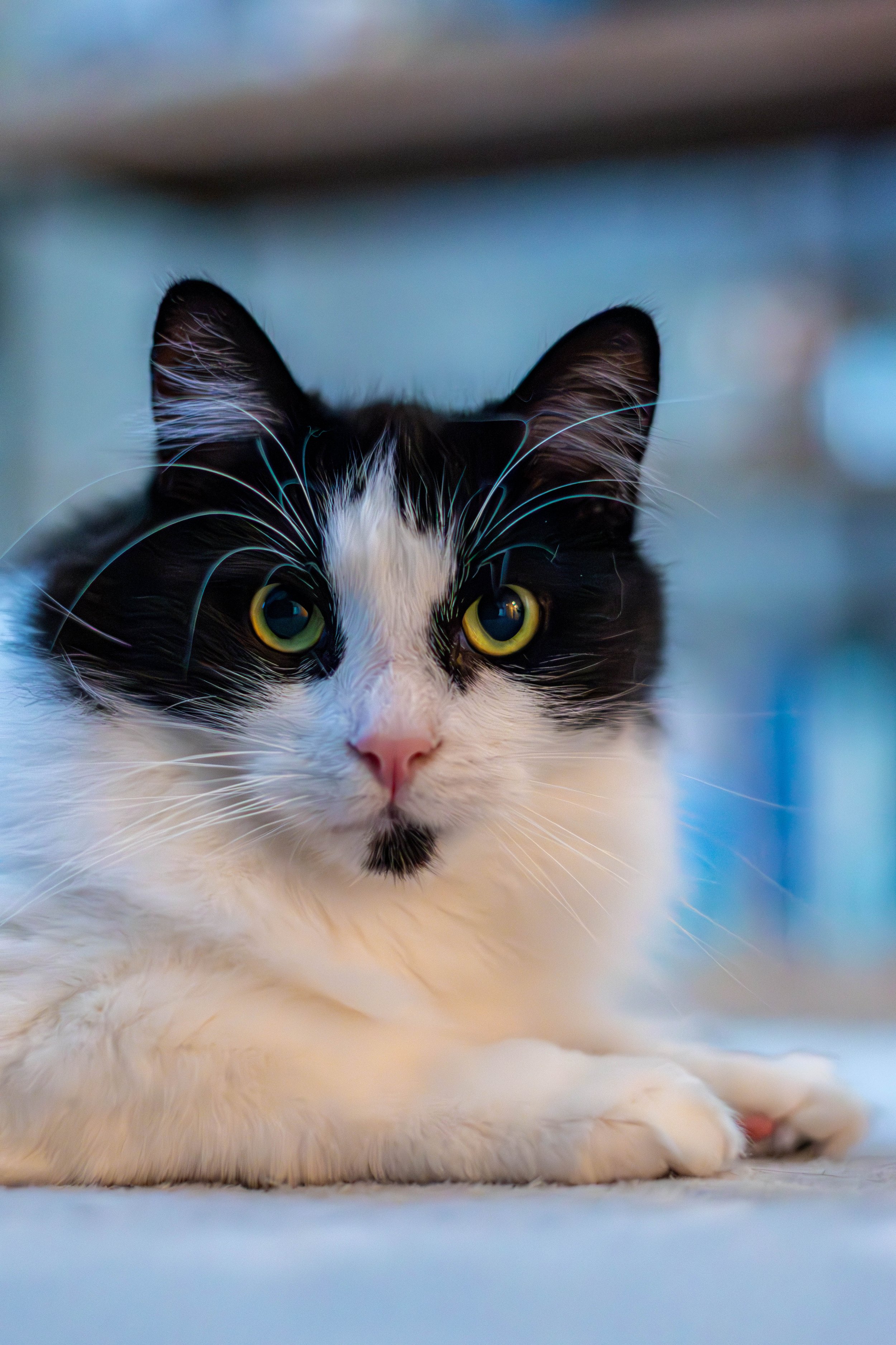 Close-up of a black and white cat with yellow eyes, lying down on a soft surface, looking directly at the camera.