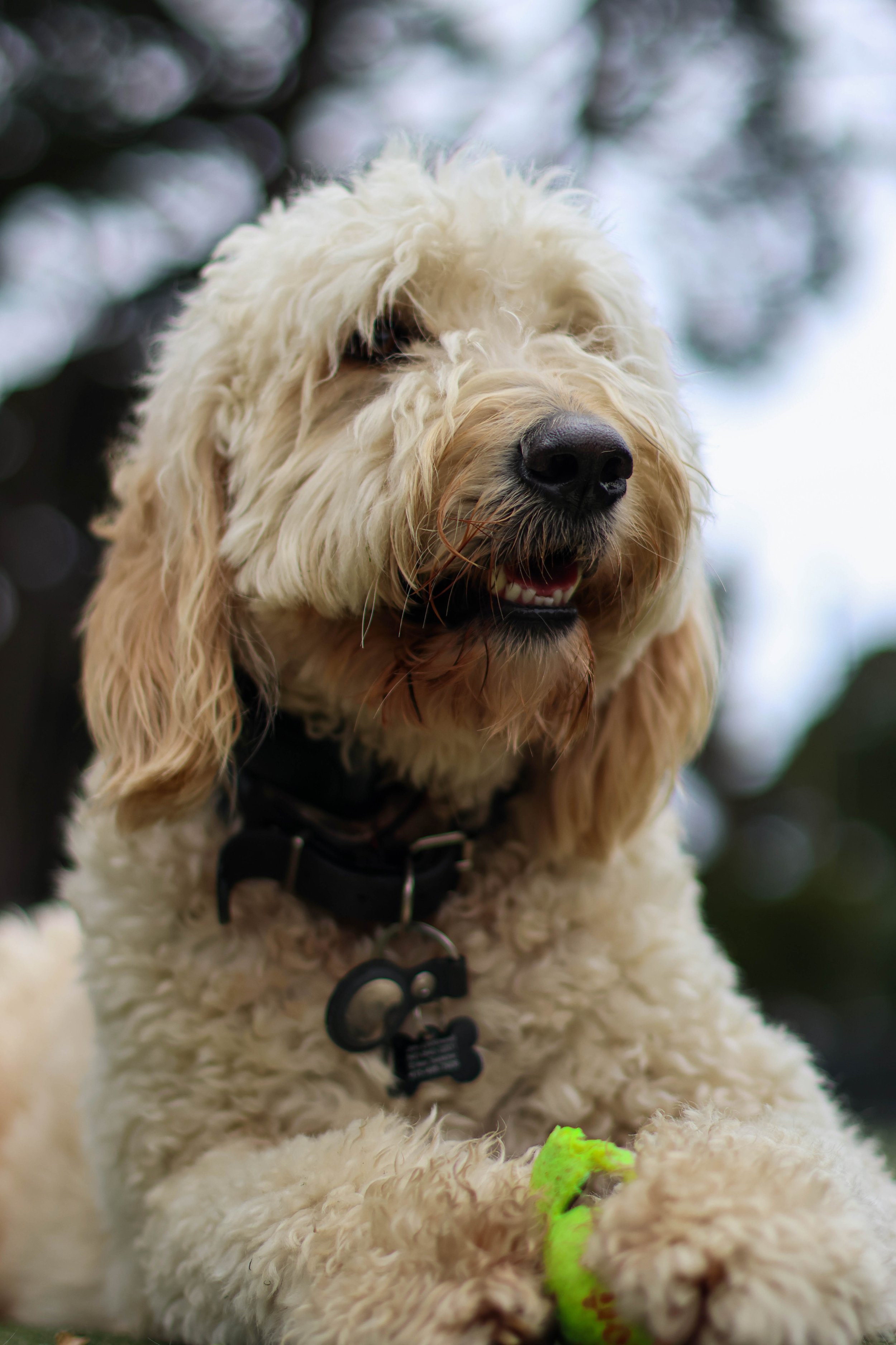 Close-up of a curly-haired light-colored dog, possibly a Labradoodle, sitting outdoors with a blurred background. The dog is wearing a black collar with a tag and has a green toy in front of it.