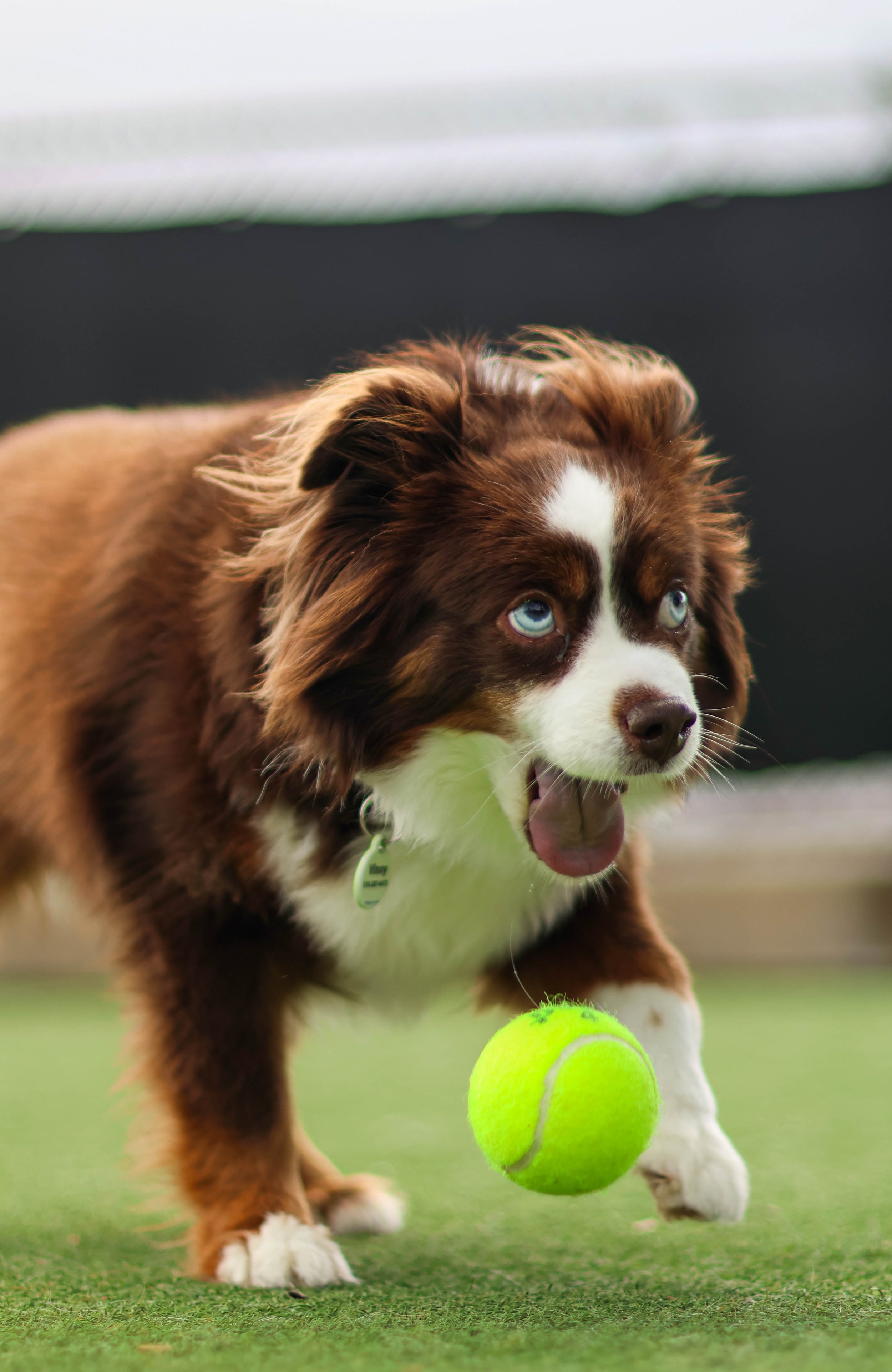 A brown and white Australian Shepherd dog playing with a yellow tennis ball on a grassy surface.