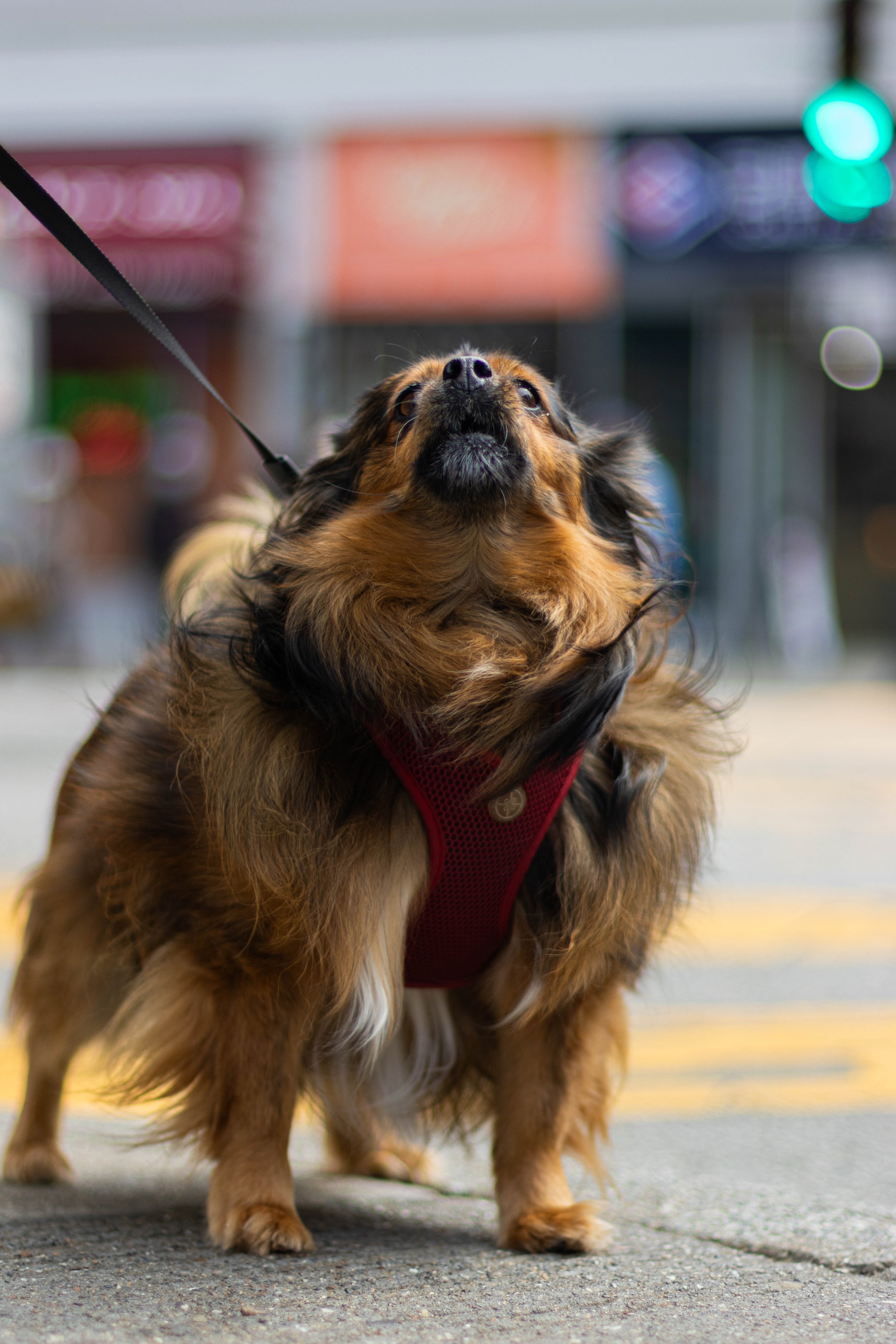 A small, fluffy dog with long brown fur and black markings, wearing a red harness, standing on a city sidewalk with blurred lights and buildings in the background.