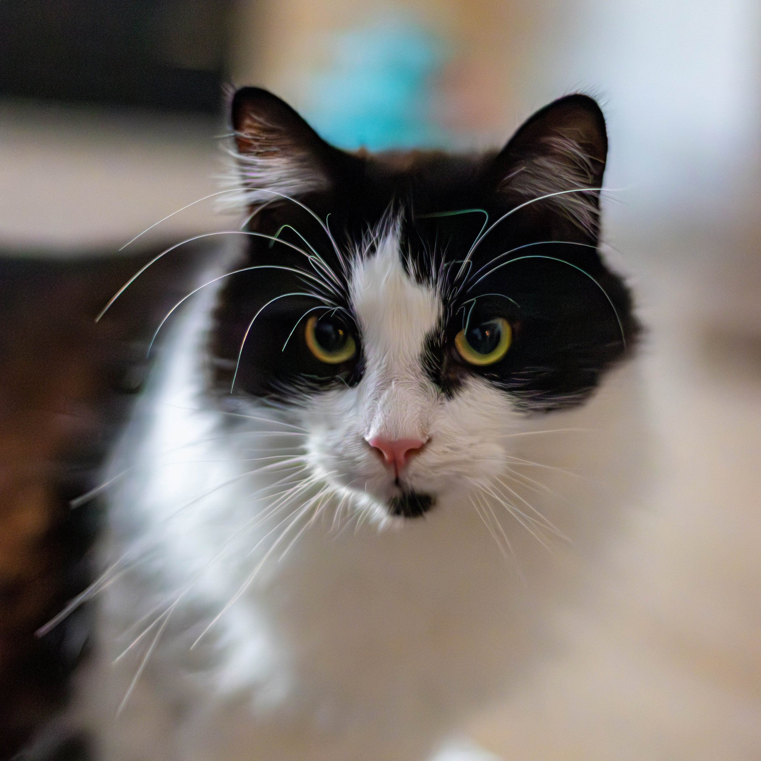 Close-up of a black-and-white cat's face with bright yellow eyes, showing only the top of its head and ears.