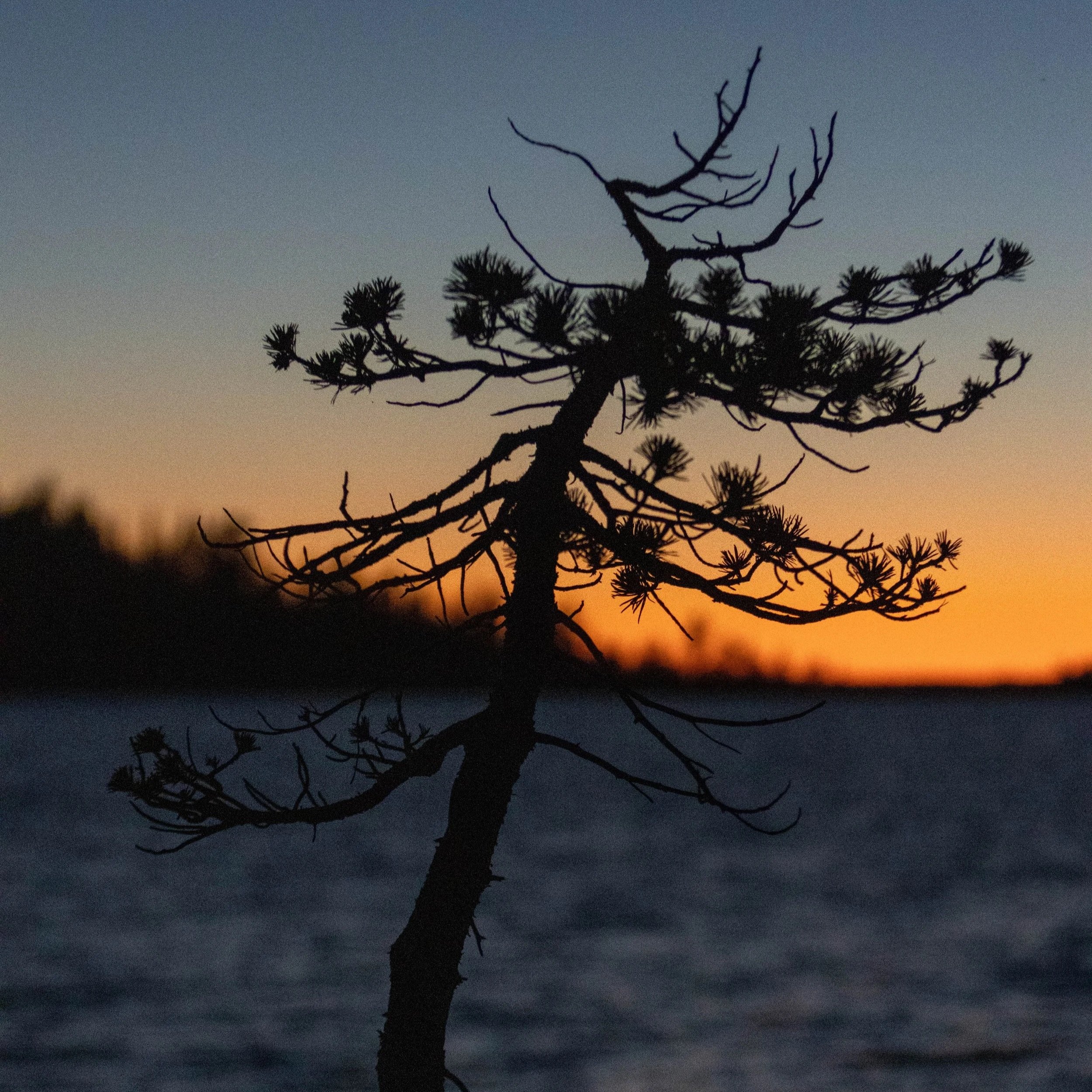 Silhouette of a tree with bare and pine branches against a colorful sunset sky.