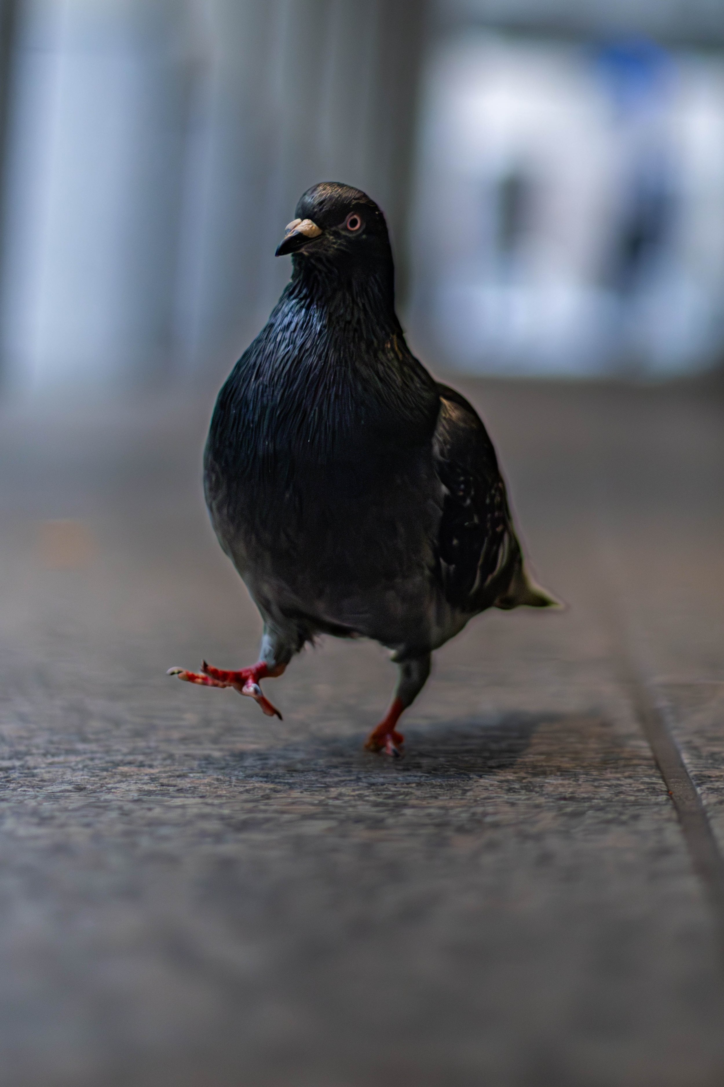A black bird, possibly a pigeon or a dove, walking on a gray surface. The bird has a white beak with a pinkish eye, and its feathers appear glossy.