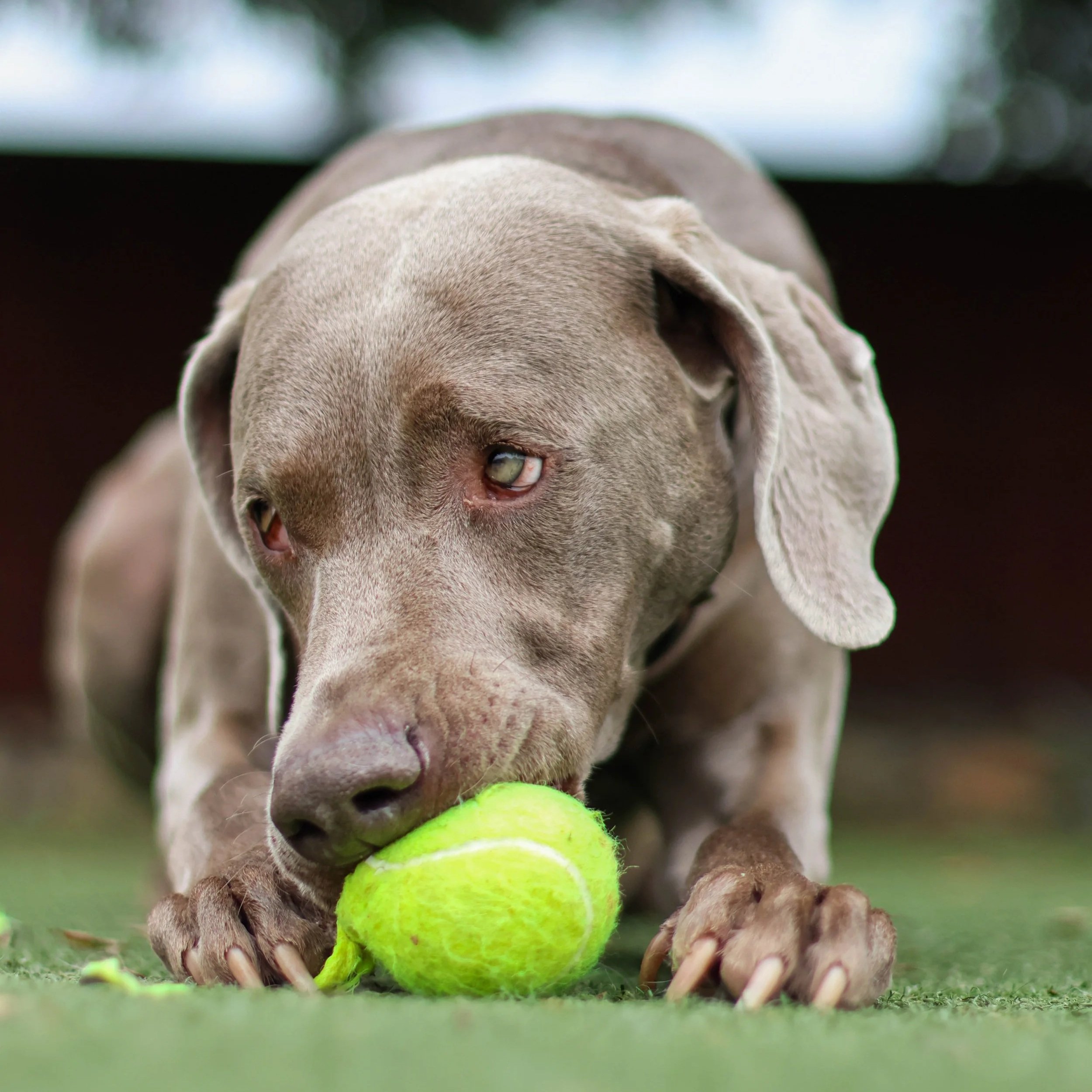 Close-up of a dog biting a green tennis ball on a grassy surface.