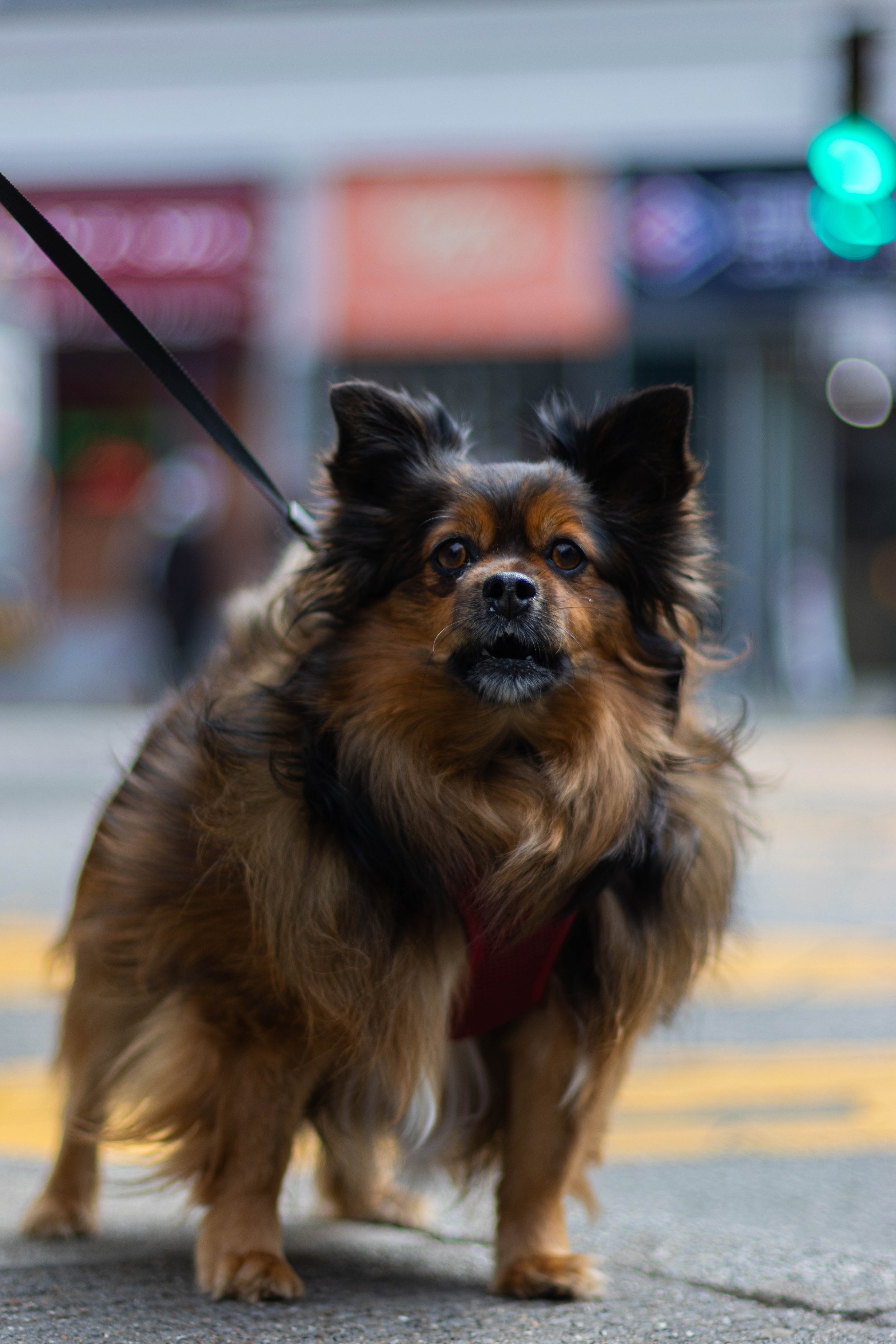 A small dog with black, brown, and cream fur standing on a sidewalk at night, wearing a red harness, with colorful bokeh city lights in the background.