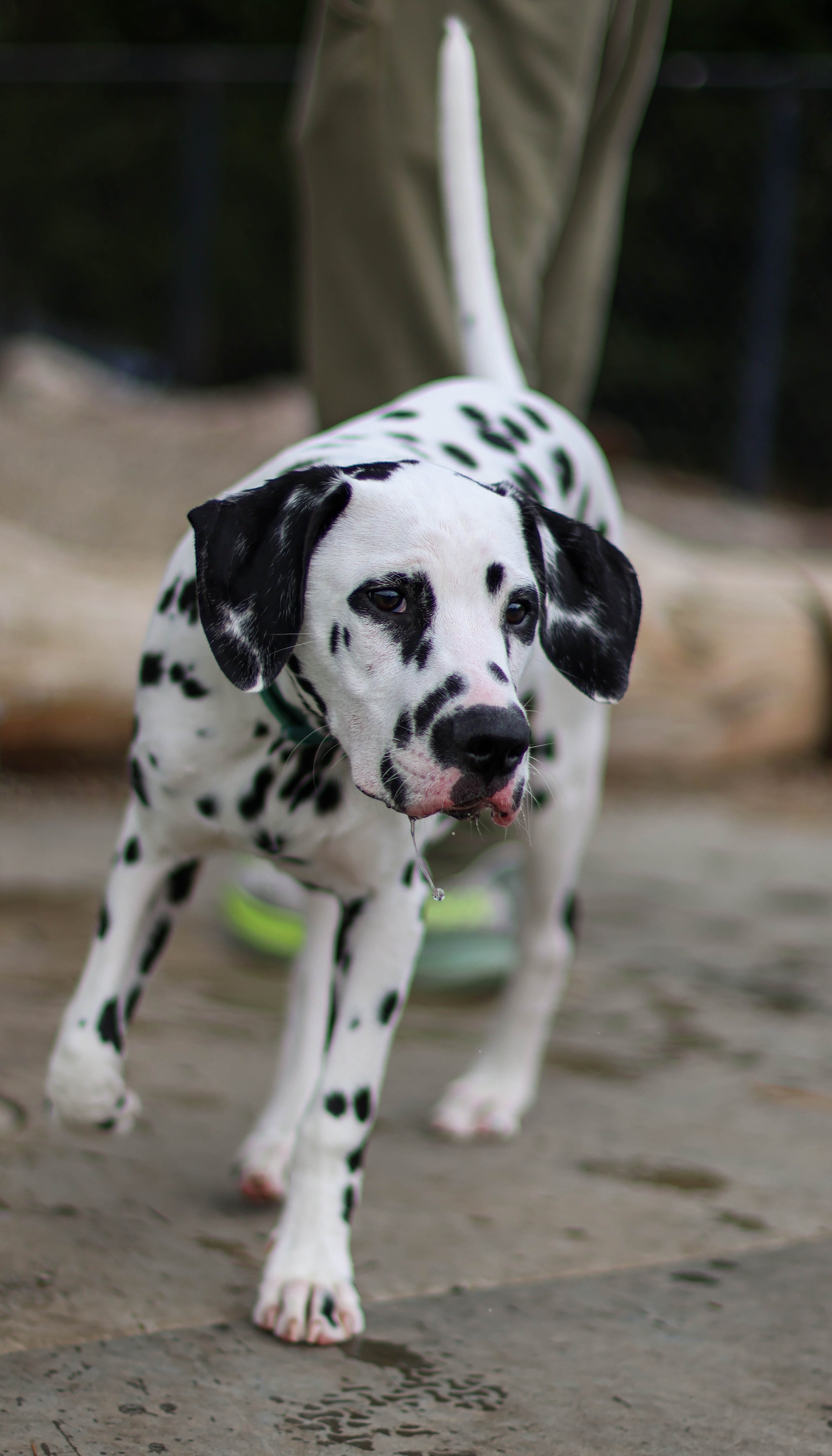 Young Dalmatian dog walking on a sandy surface, drool hanging from its mouth, with a background of wooden logs and blurry trees.
