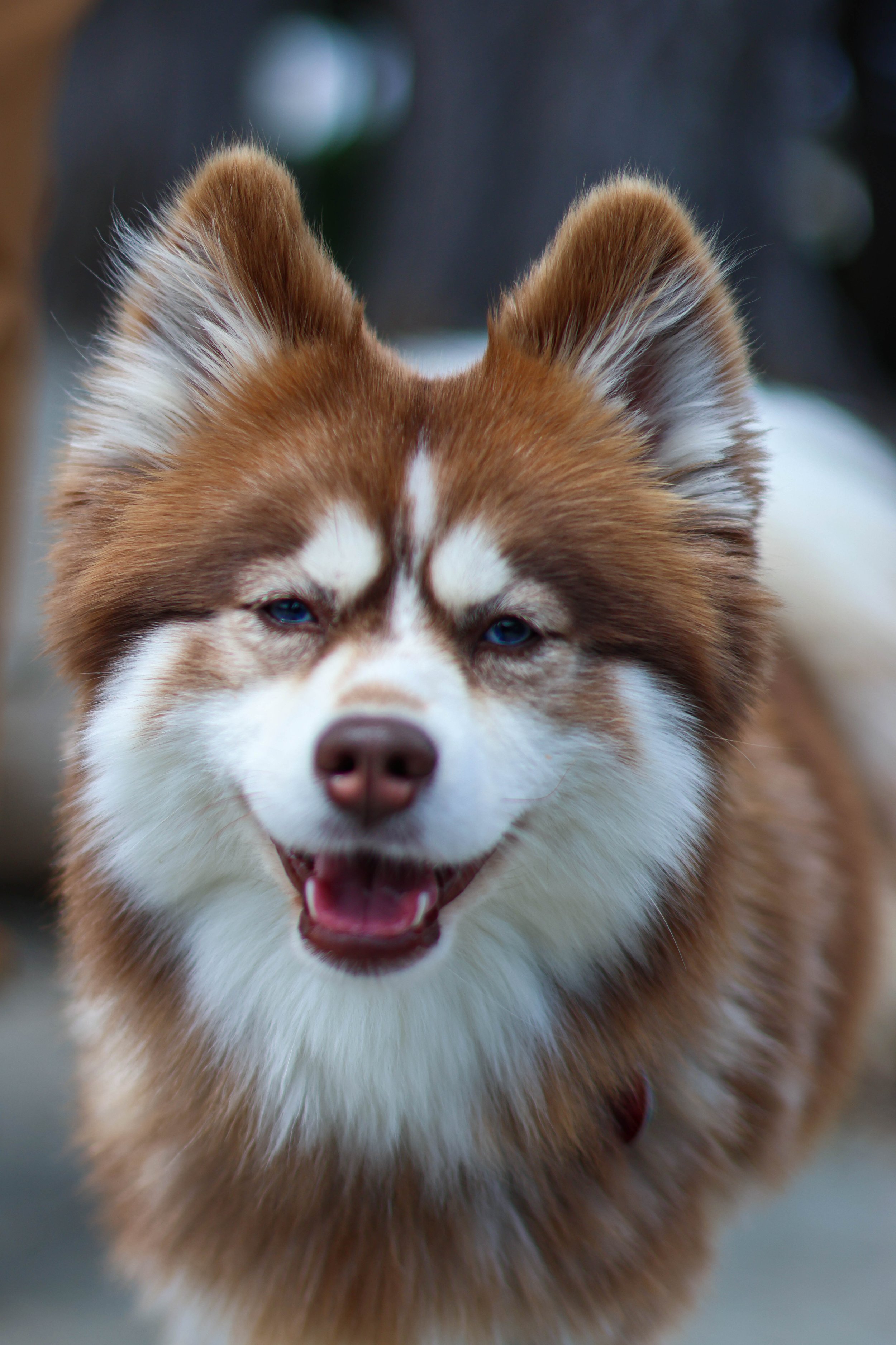 Close-up of an excited brown and white dog with blue eyes and open mouth, showing teeth and pink tongue.