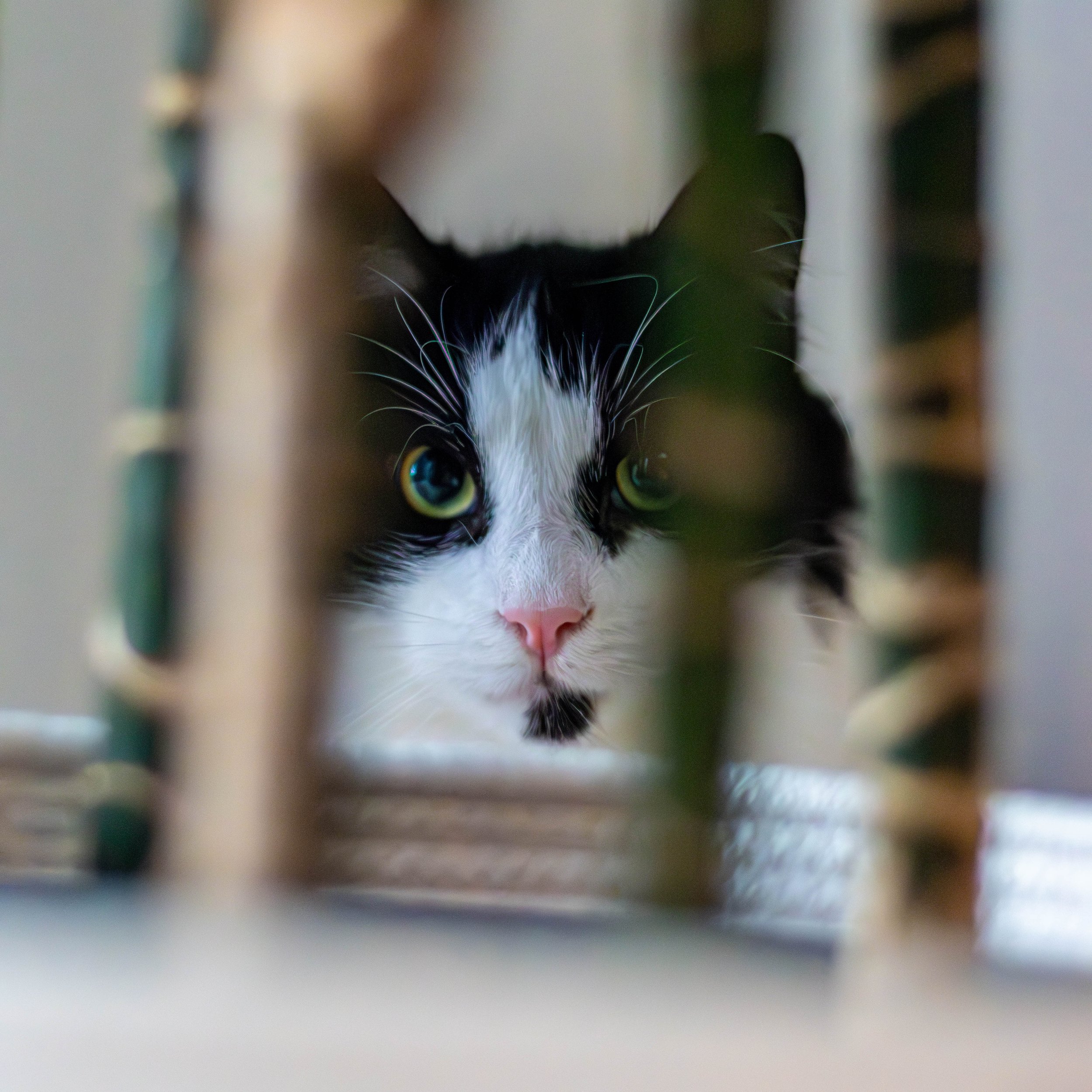 Close-up of a black and white cat with green eyes peering through a narrow opening with blurred edges.