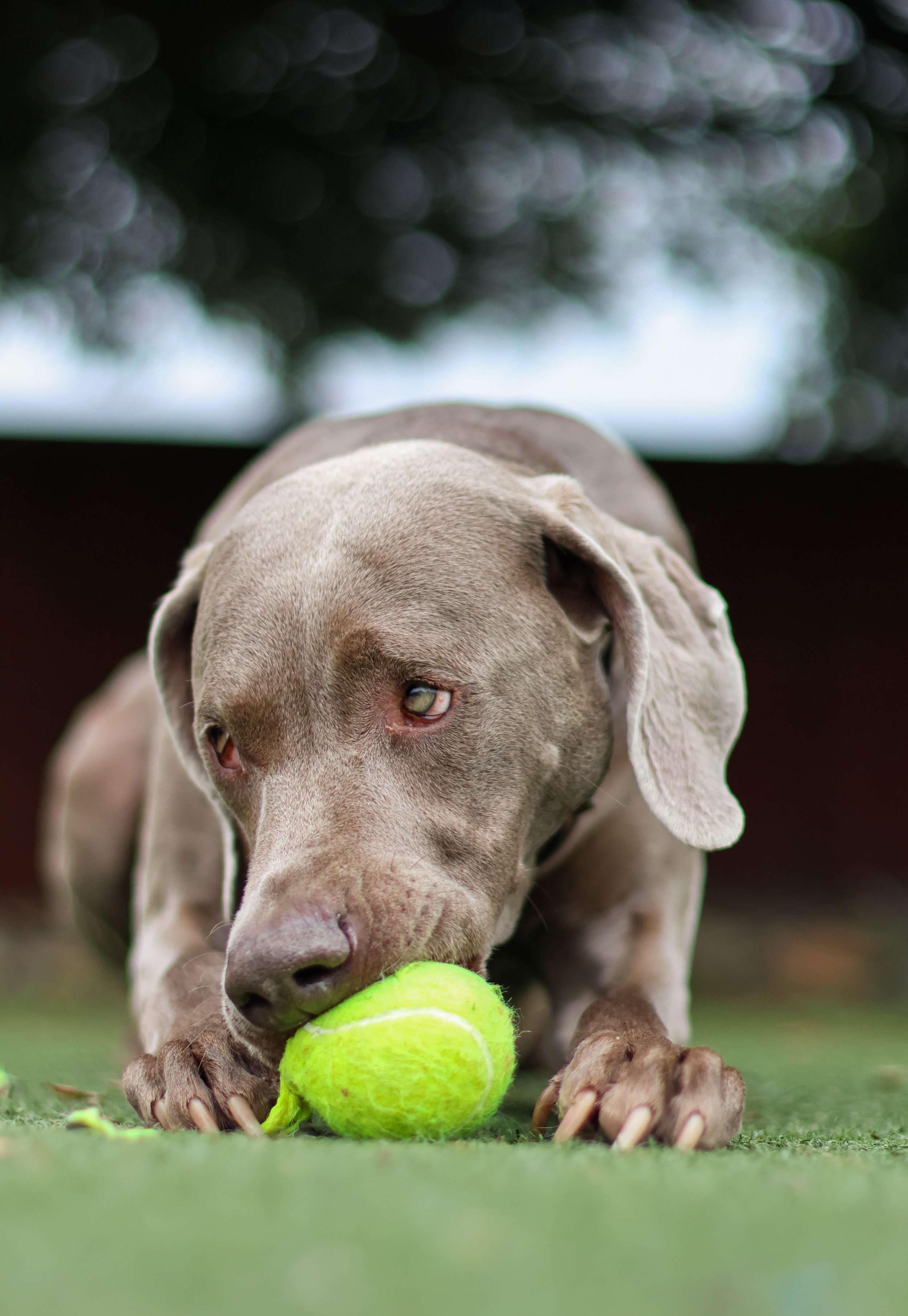 A dog with light brown fur is lying on the ground, holding a yellow tennis ball with its mouth, with a blurred outdoor background.