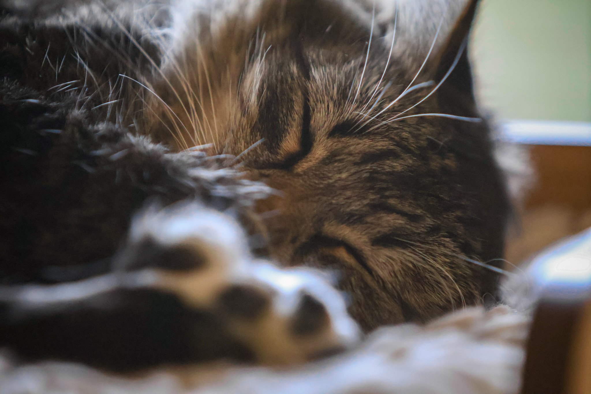 Close-up of a sleeping brown tabby cat with white whiskers and closed eyes, resting on a soft surface.