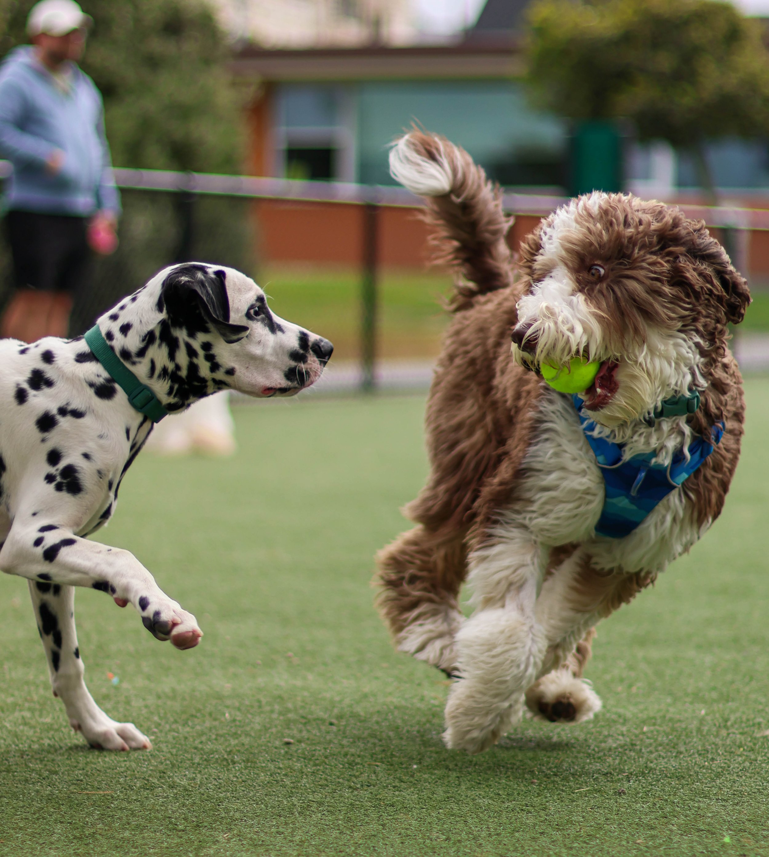 Two dogs playing on a grassy field, one is a Dalmatian with black spots and a green collar, the other is a curly-coated, white and brown dog with a blue harness, holding a green ball in its mouth, with a person in the background watching.
