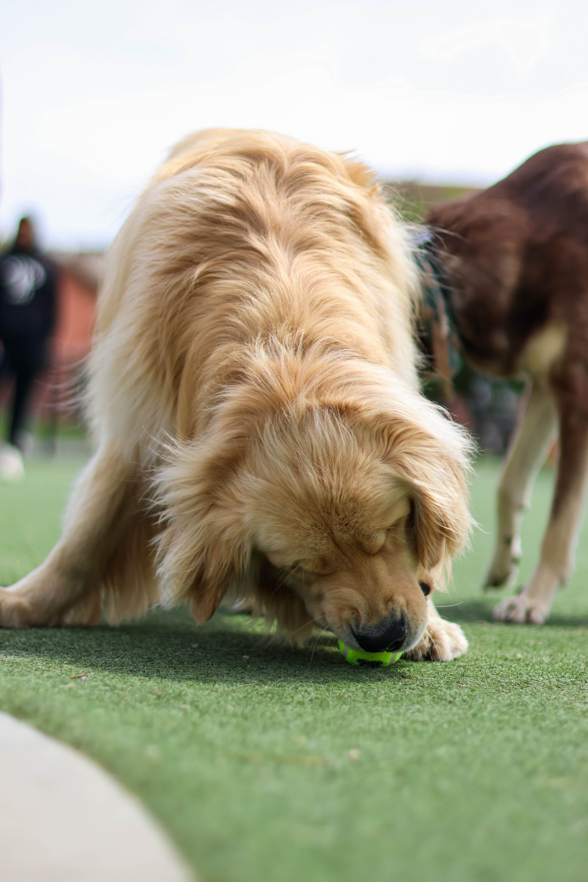 Golden retriever puppy playing with a green tennis ball on a grassy field, with another dog visible in the background.