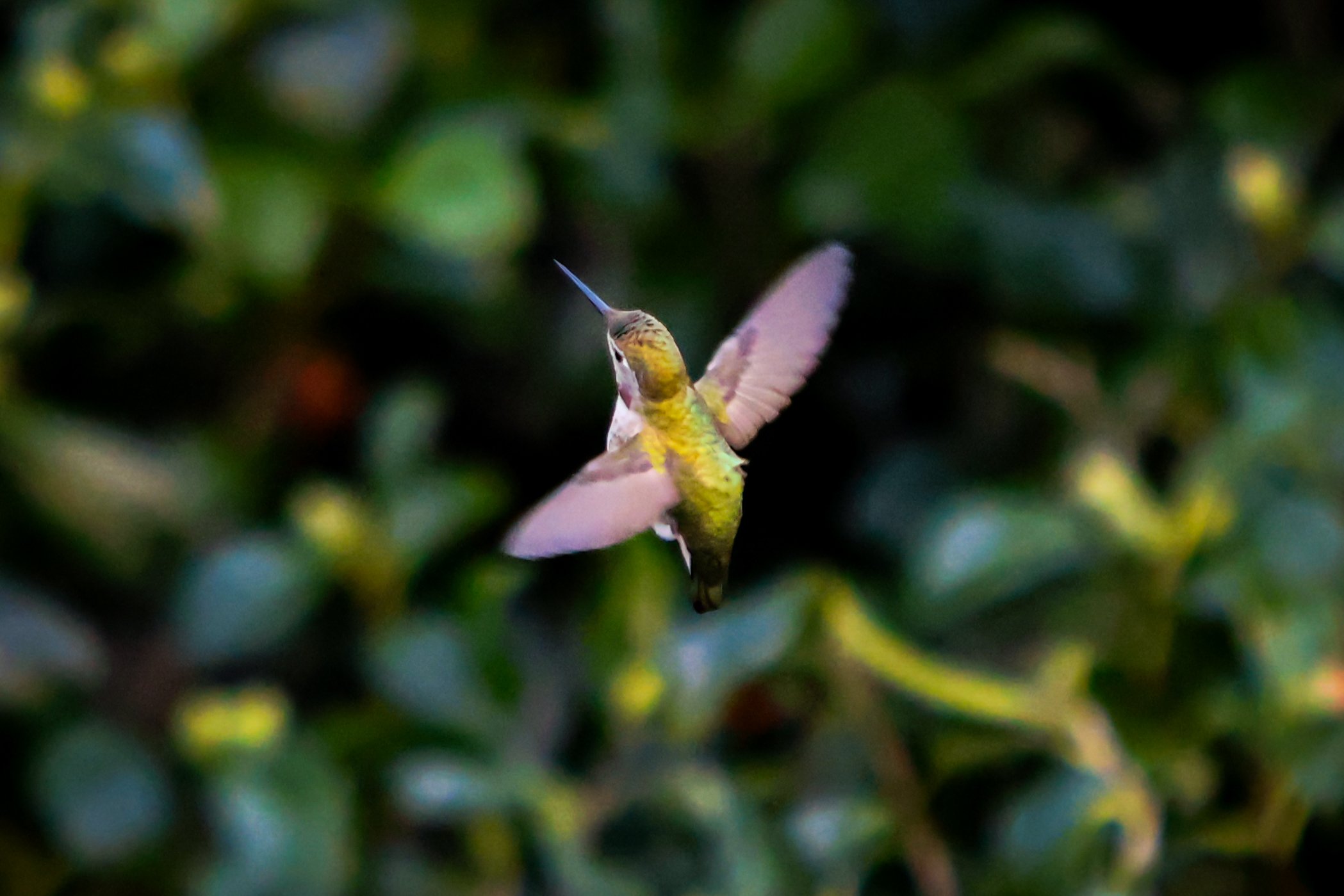 A close-up of a hummingbird in flight with blurred green foliage in the background.