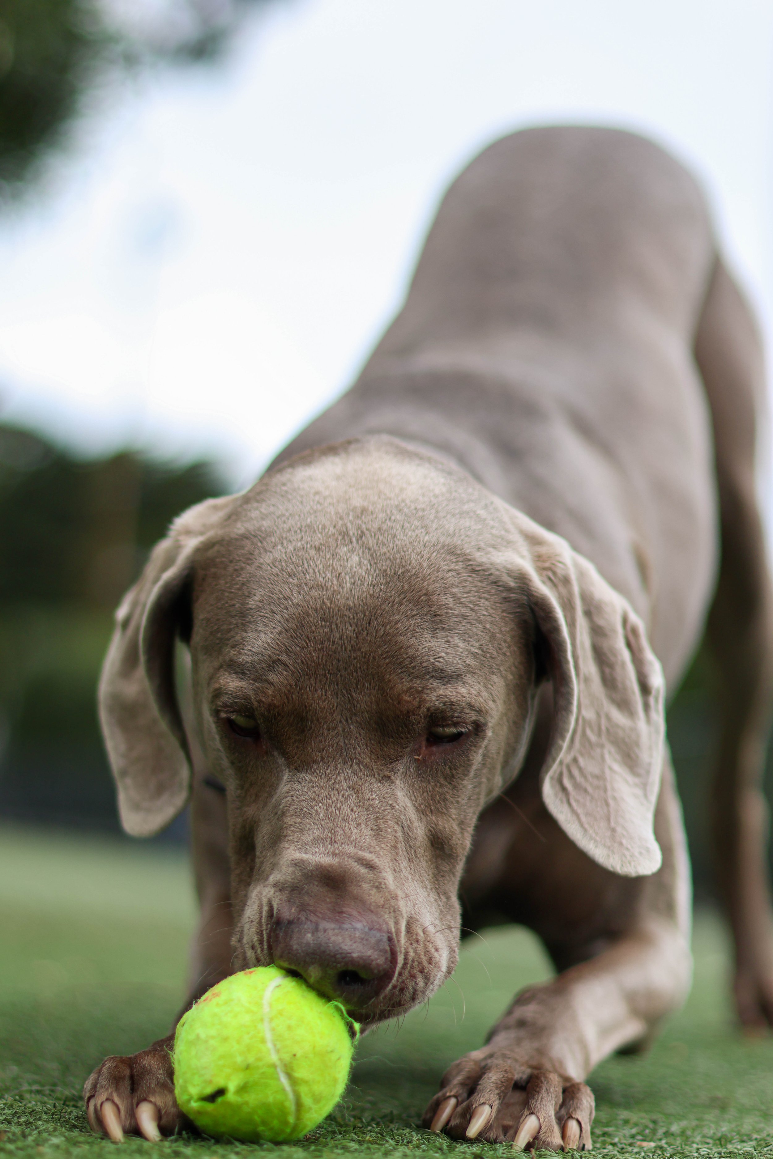 A dog with floppy ears and a light brown coat is playing with a tennis ball on a grassy surface.
