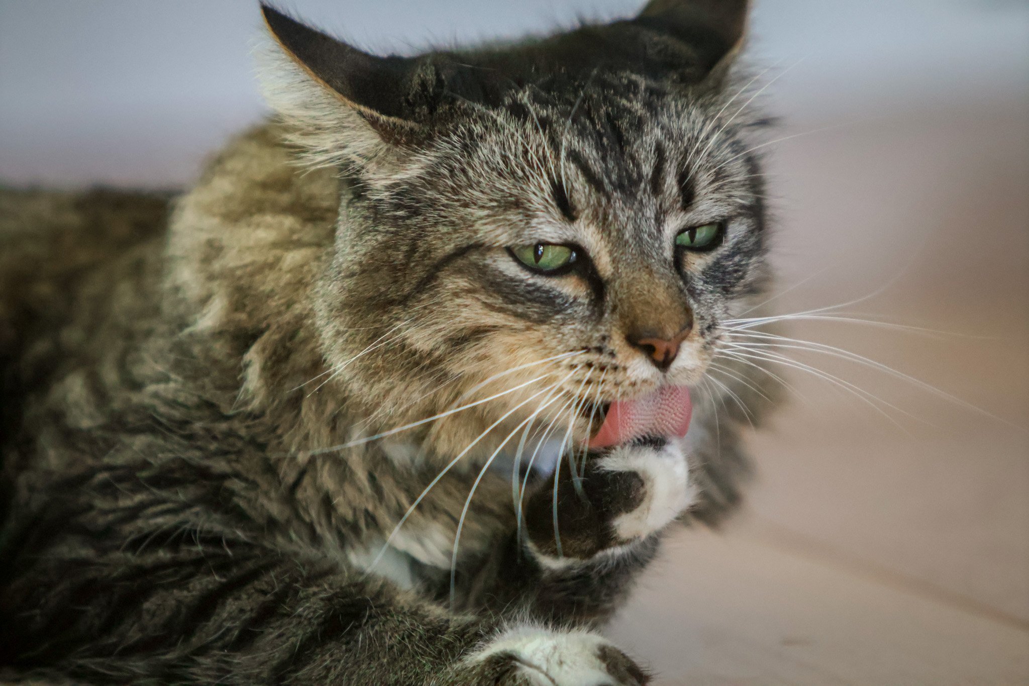 Close-up of a tabby cat with green eyes licking its paw.