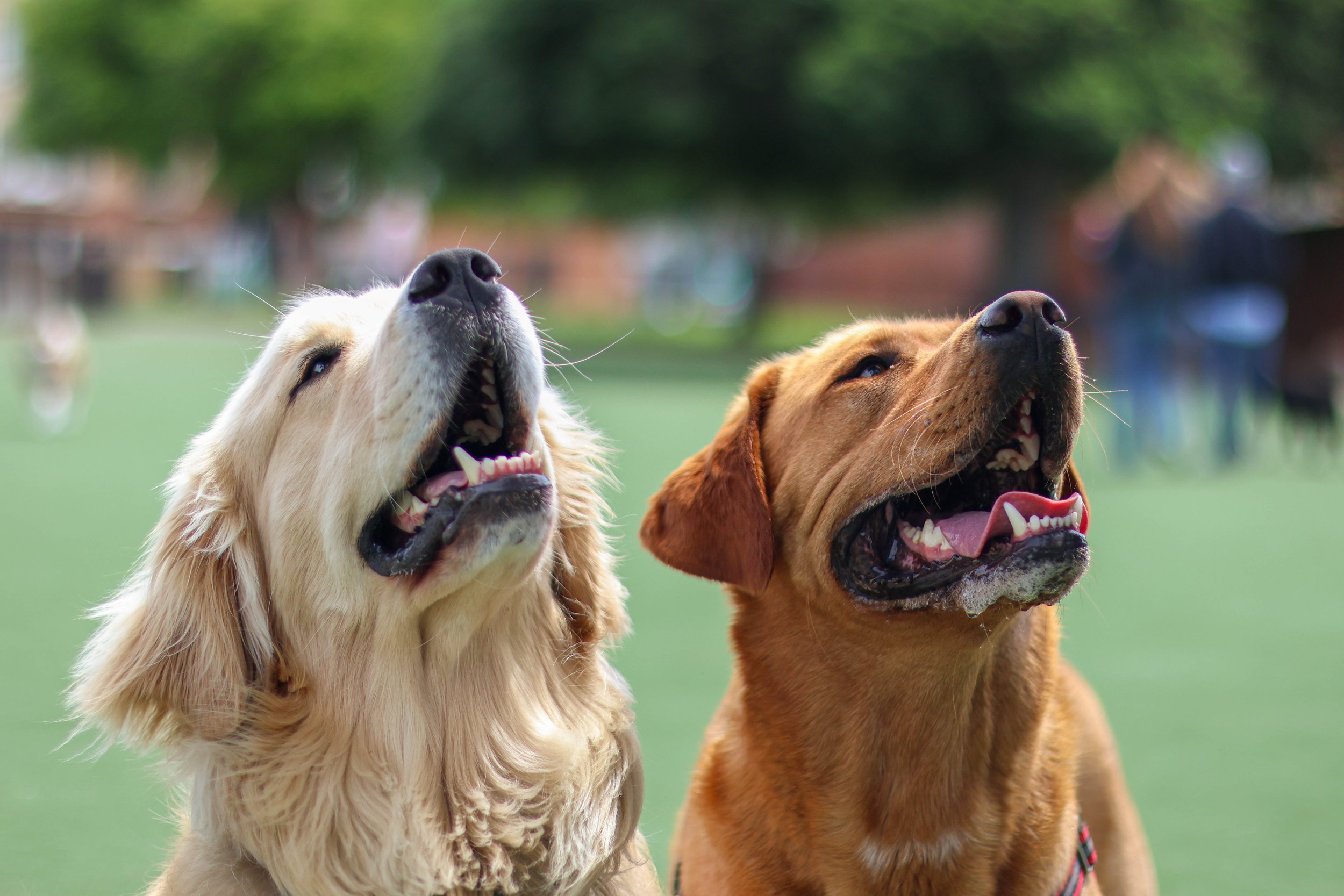Two dogs, a cream-colored and a brown one, are outdoors with their mouths open, appearing to be smiling. The background is a grassy park with blurred trees.