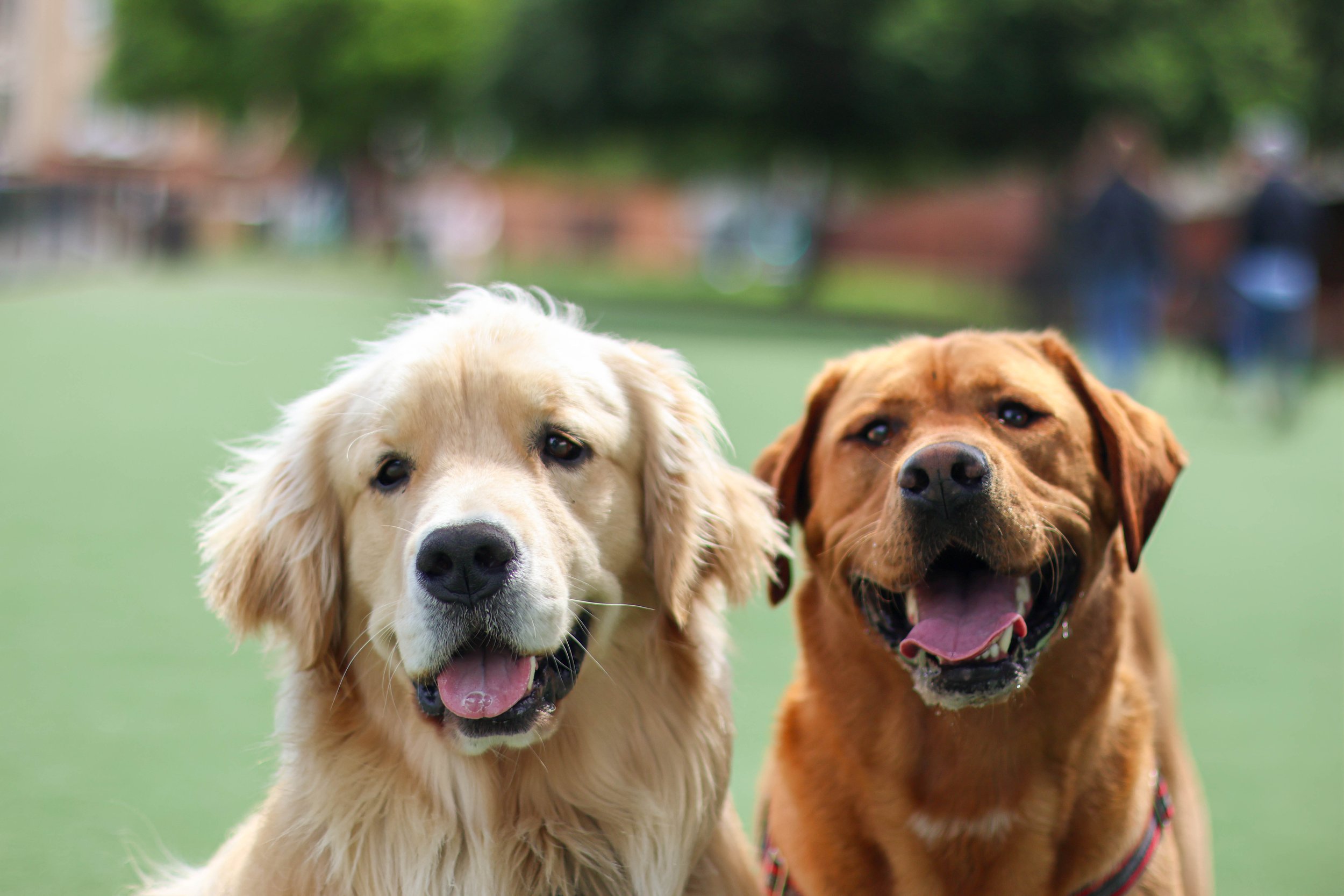 Two dogs, one golden retriever and one chocolate lab, standing close together outdoors on a grassy field, facing the camera with happy expressions.