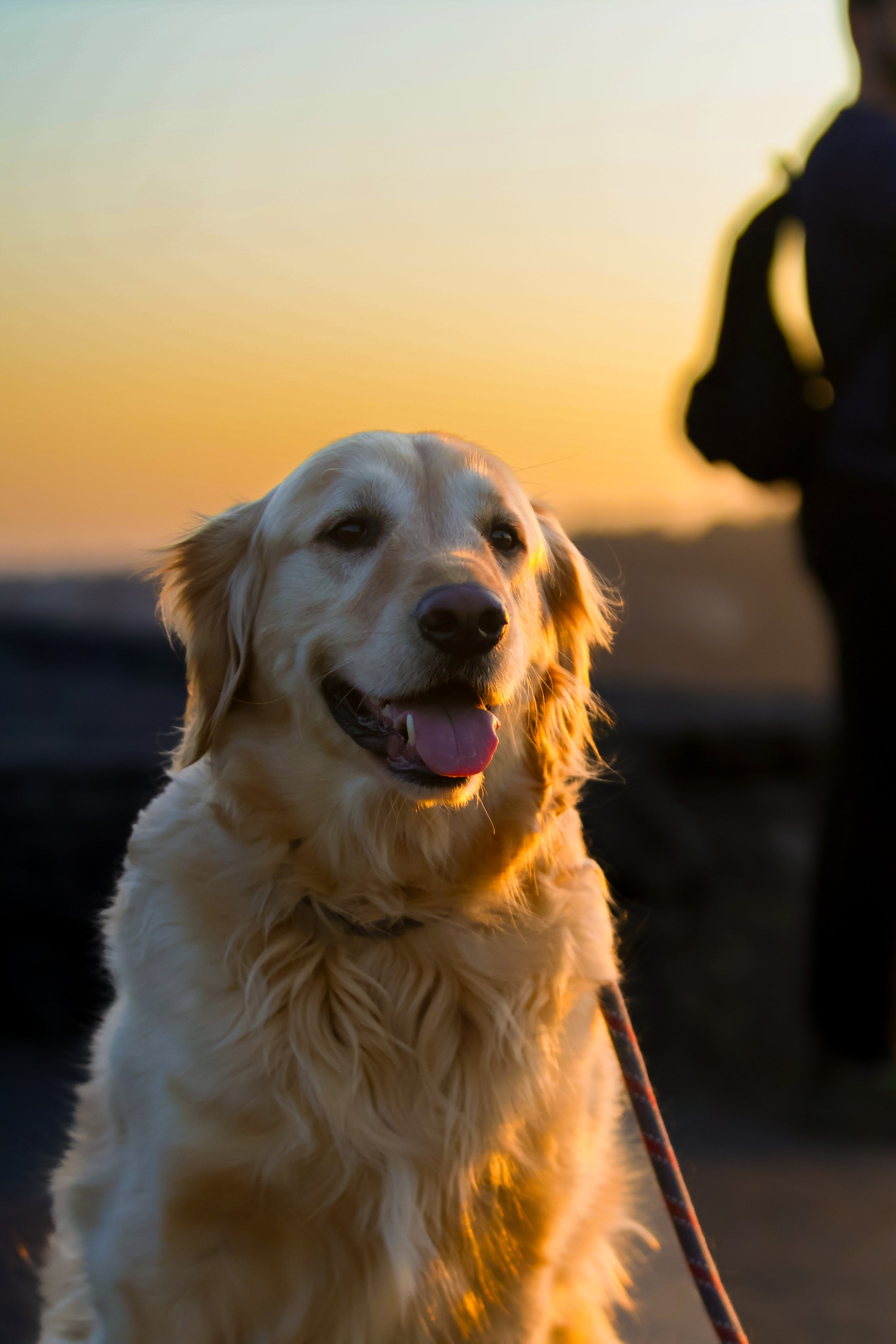Golden retriever dog outdoors during sunset, sitting with a leash attached to a collar, in a natural setting.
