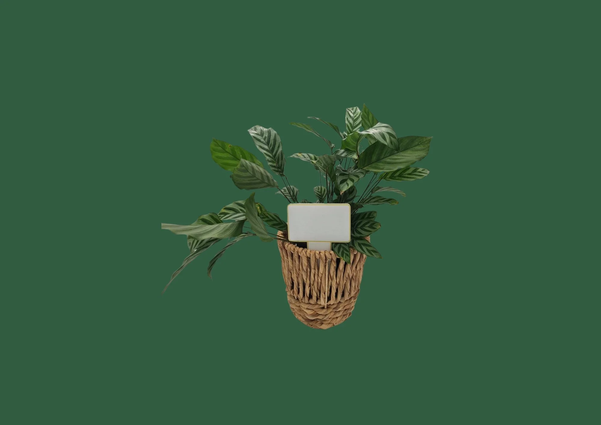 Untitled design (29).jpg